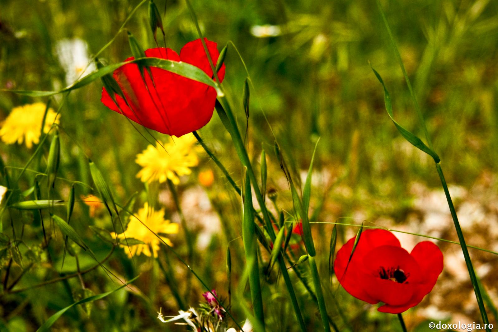 (Audio) Tecla este adusă înaintea lui Kestillios, care îi vorbește despre nuntă