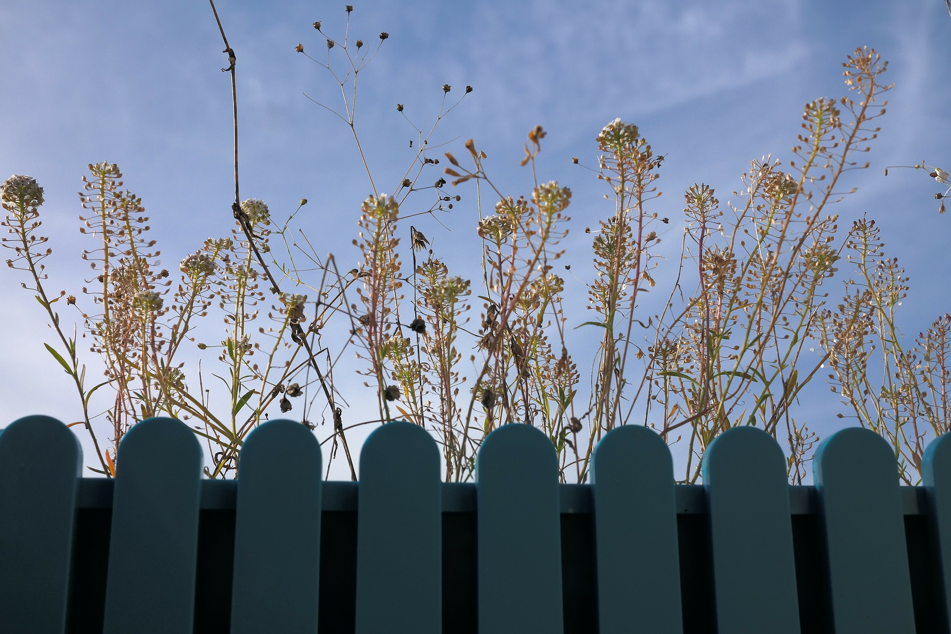 Ce putem trata cu ceai din traista-ciobanului