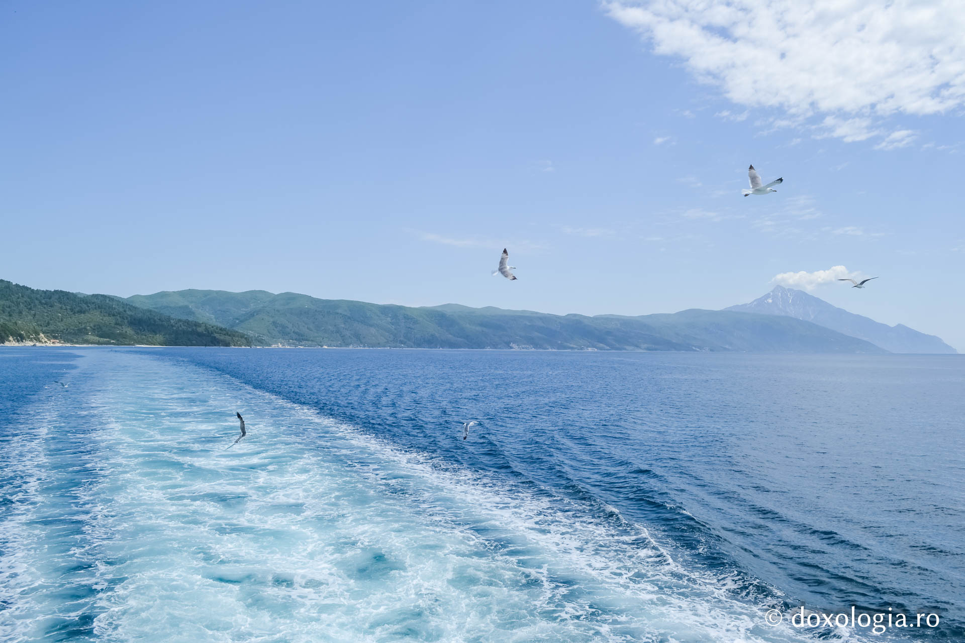 (Foto) Pescărușii – nelipsiții tovarăși de călătorie către Athos