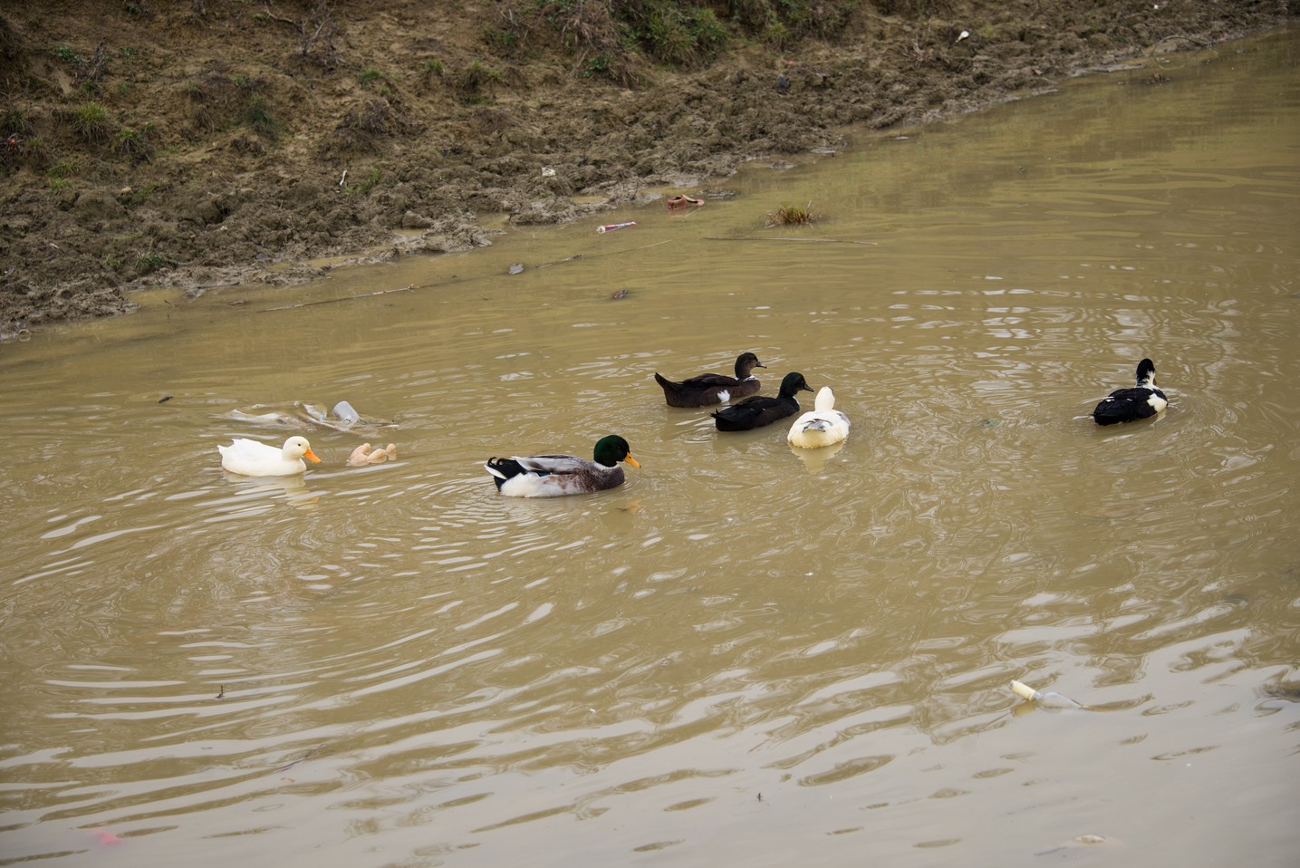 Activitate caritabilă de amploare în Parohia Runcu-Țibana: „Te ajuți pe tine dacă ajuți pe altcineva”