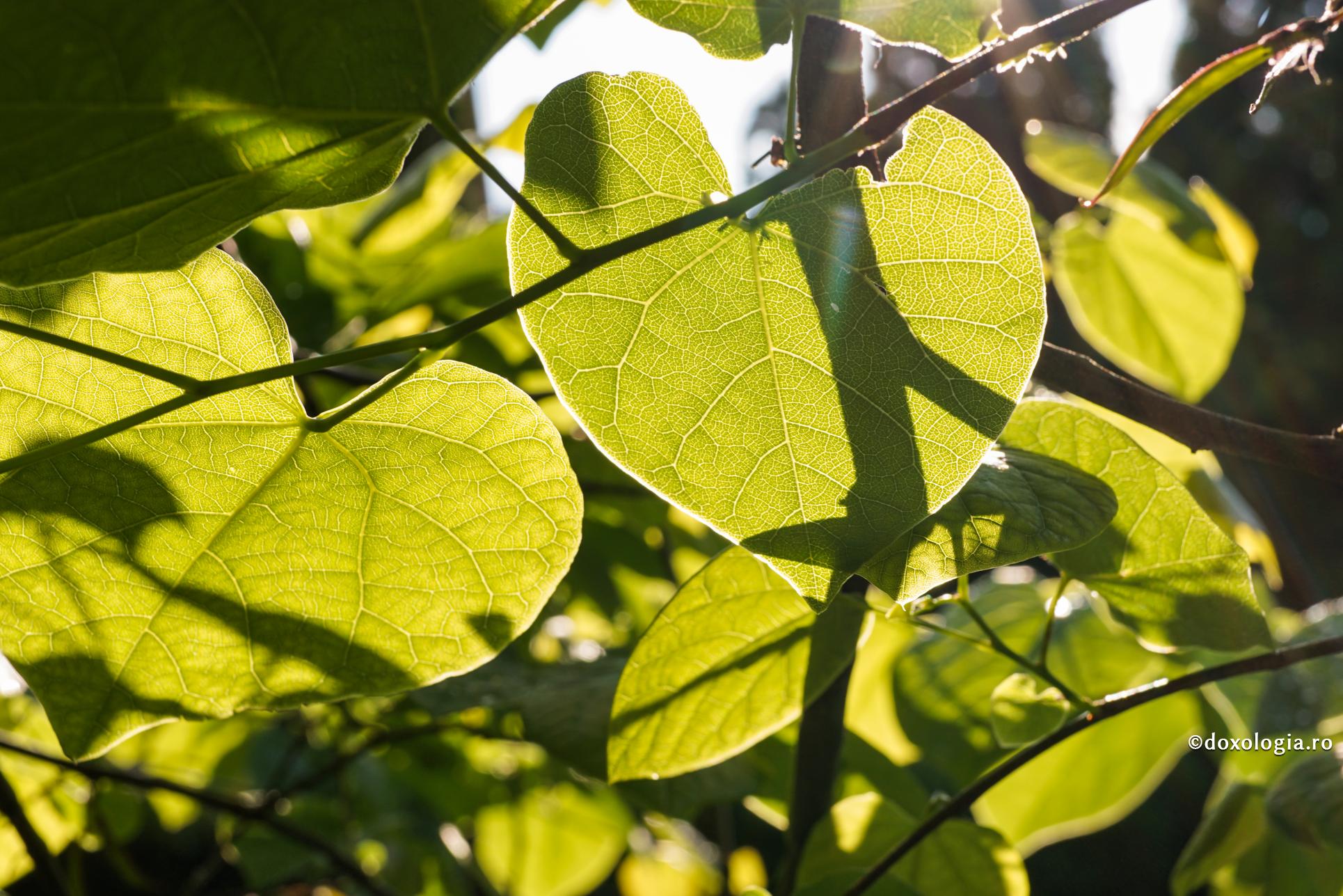 (Video) Cum să ne vindecăm inima? Lecția vameșului și a fariseului