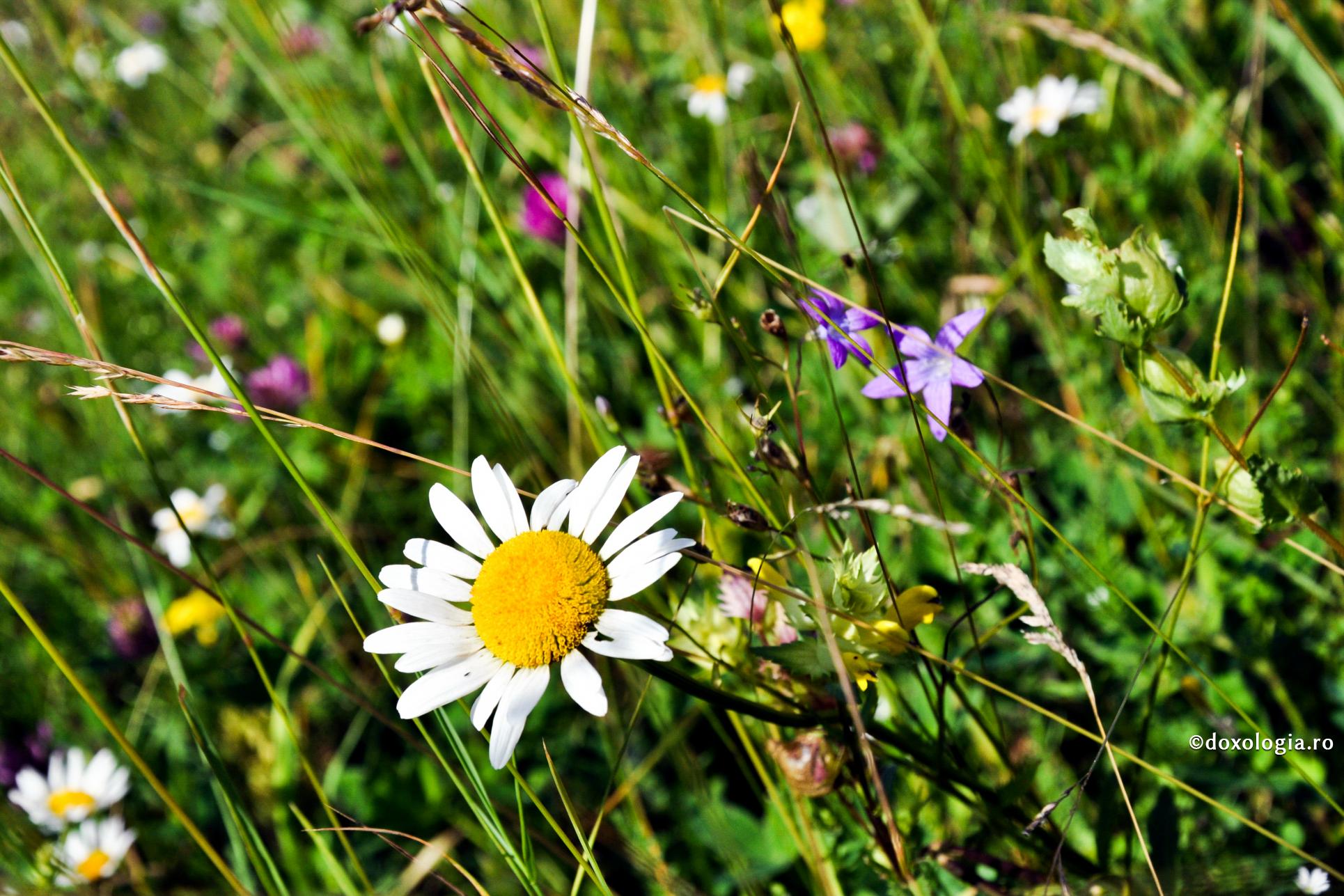 Nu te lăsa copleșit de frumuseţea trupească și de slava omenească