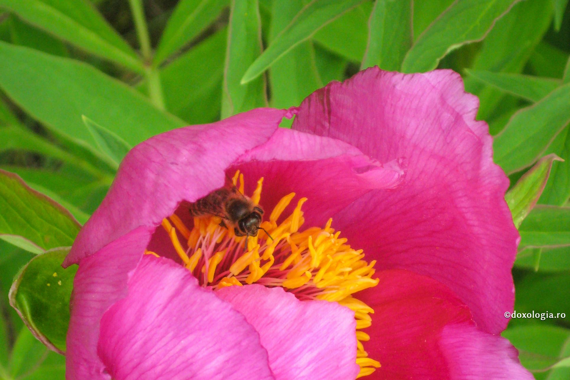 Cum să dobândim atenția la propria persoană?