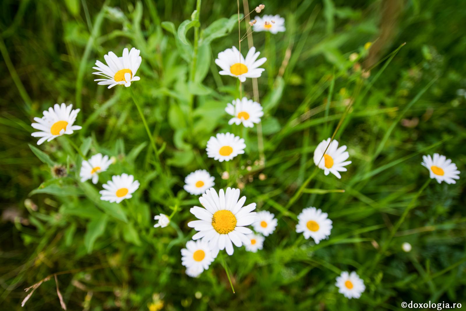 „O, Raiule, cât de frumos ești!”