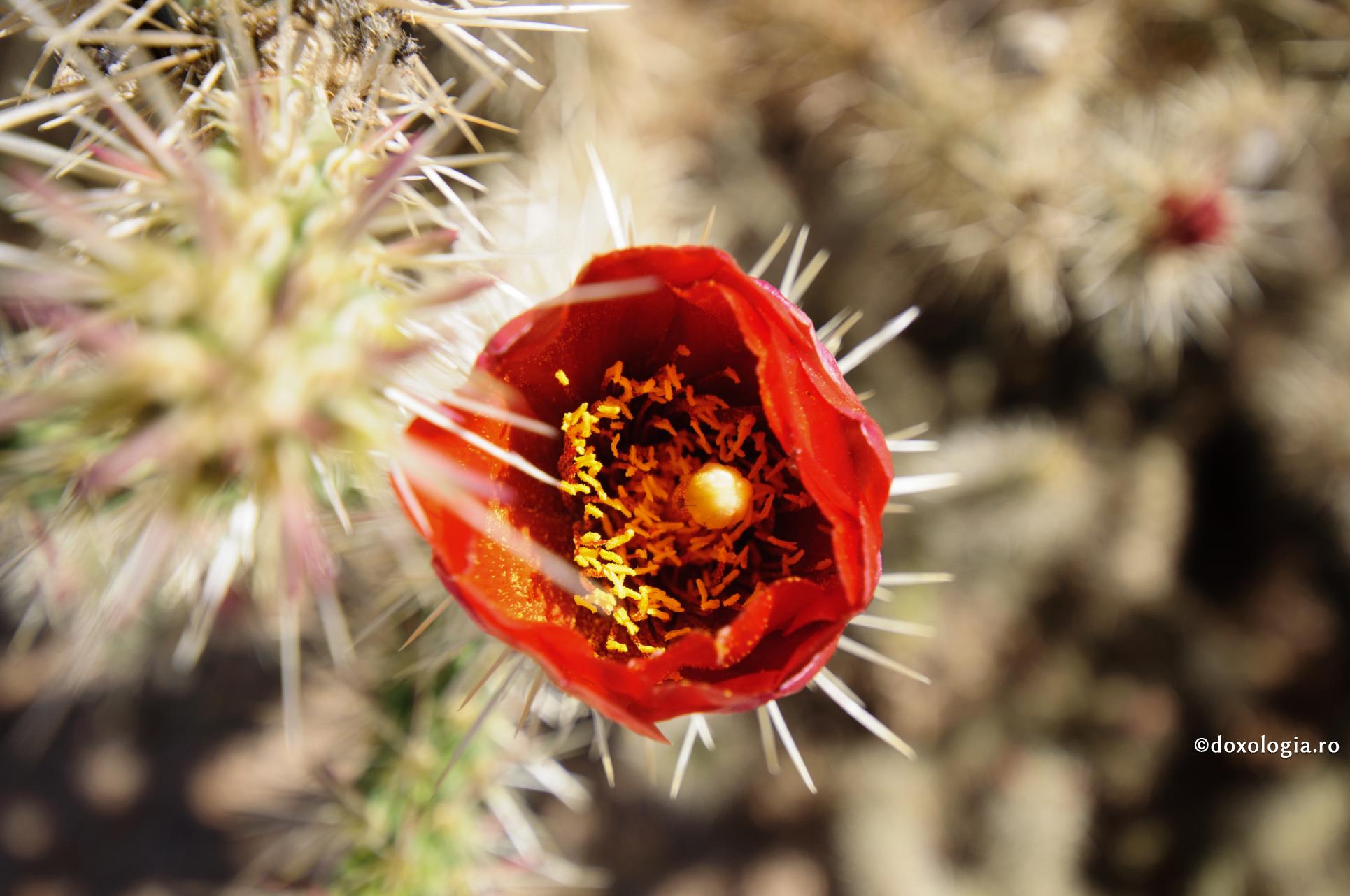 floare de cactus