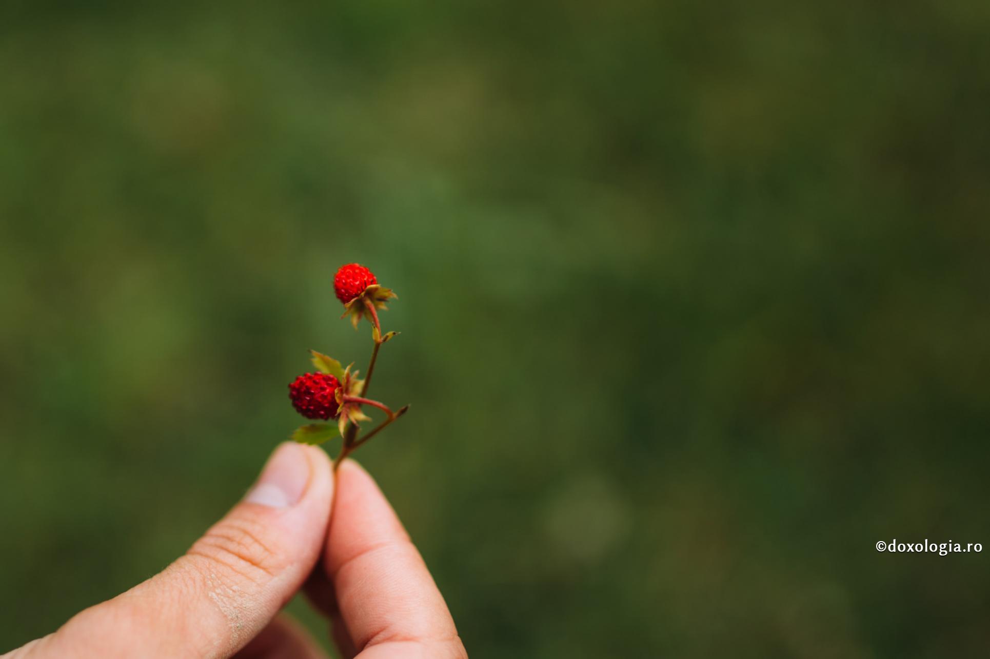 Care să fie legătura dintre dragostea de natură și dragostea de oameni?