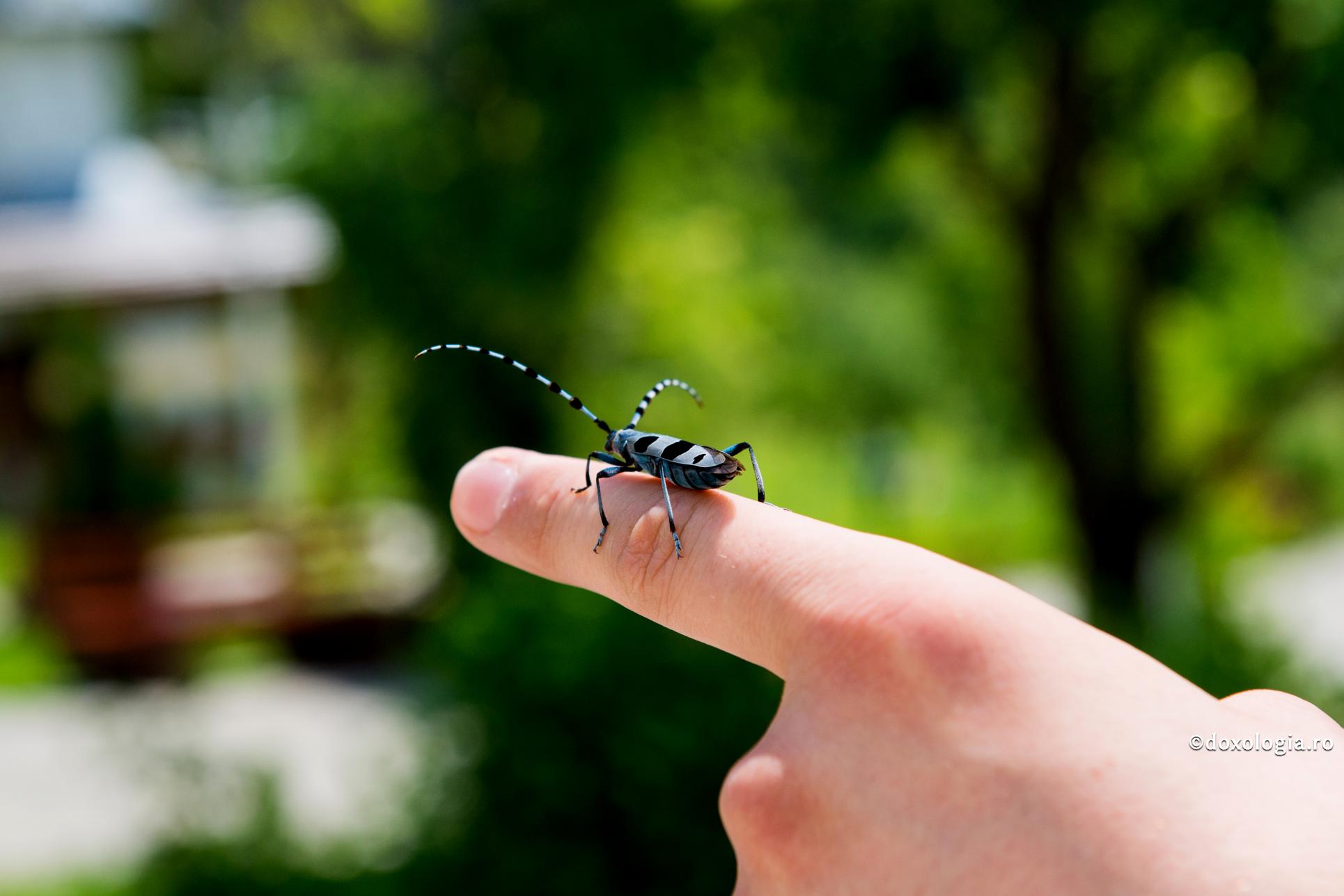 Care să fie legătura dintre dragostea de natură și dragostea de oameni?
