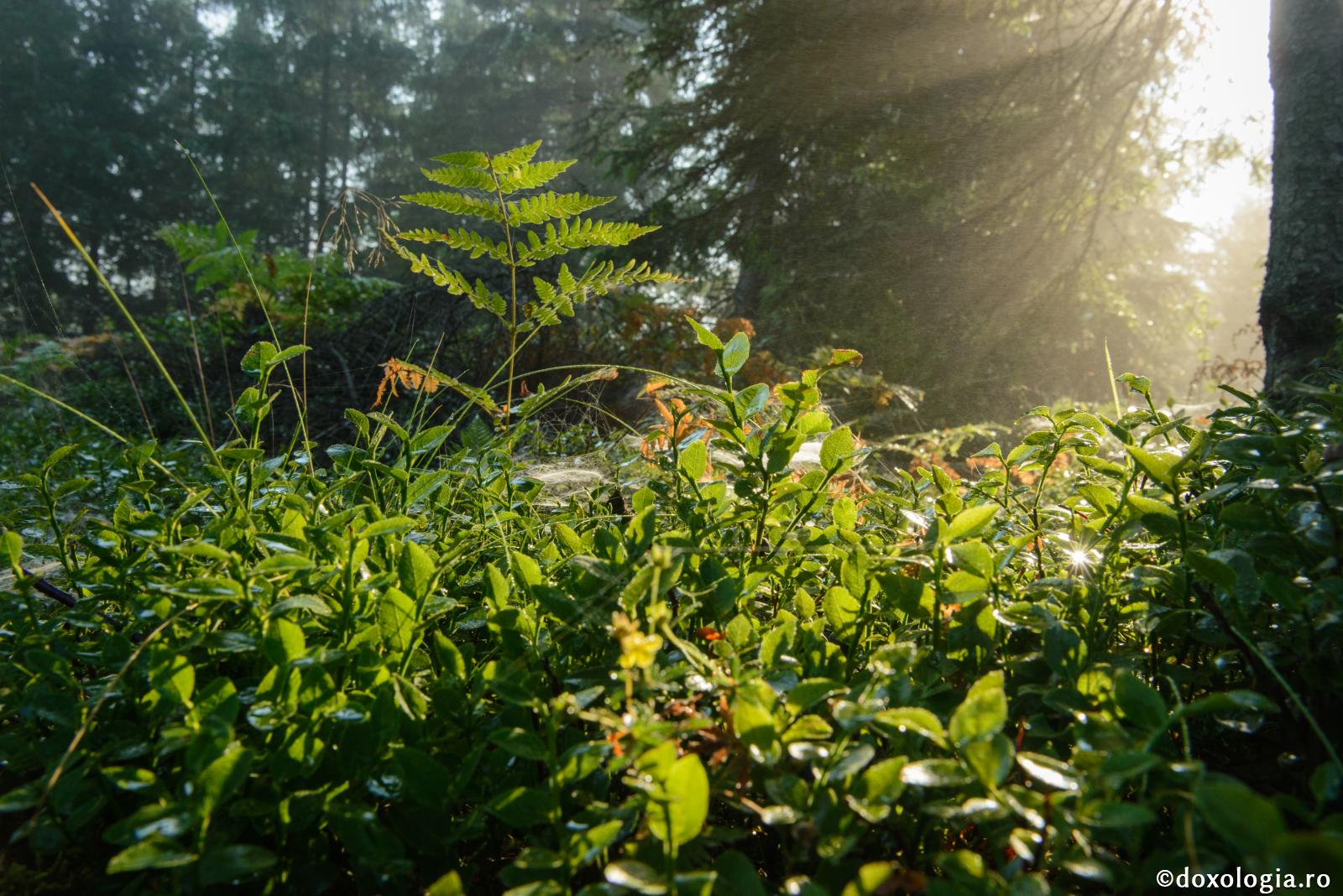 (Video) „Ne lipsește liniștea aceea care vine din faptul că noi suntem conectați la adevărata realitate, adică la Dumnezeu” - Pr. Constantin Sturzu
