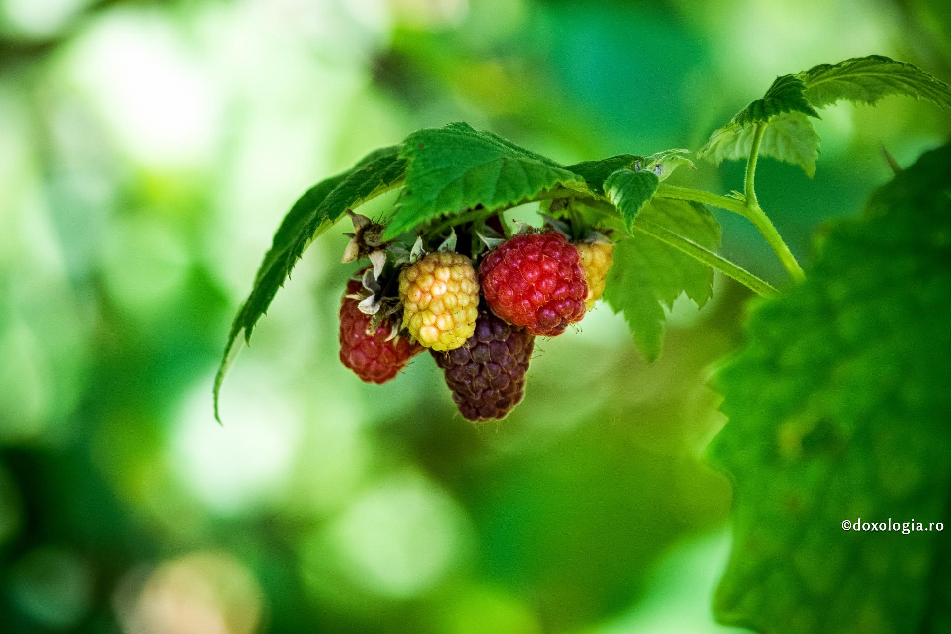 Priveghează cu mintea, roagă-te și postește cu trupul, ca să devii părtaș Duhului Sfânt