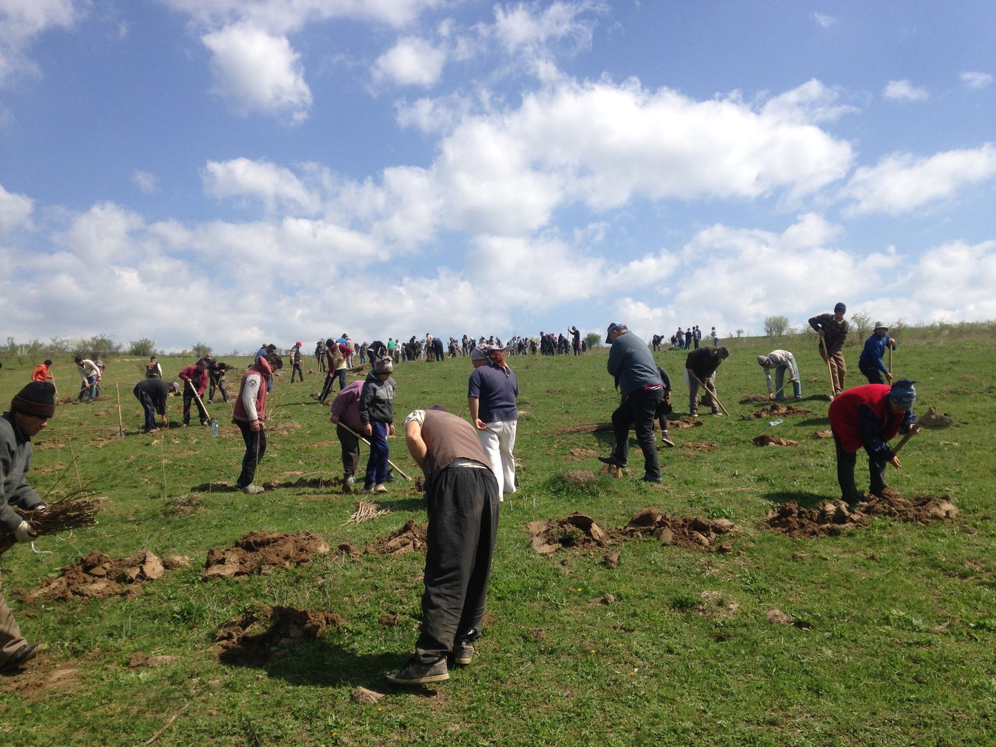 Activitate ecologică - Parohia Piscu Rusului a plantat 10.000 de puieți de salcâm