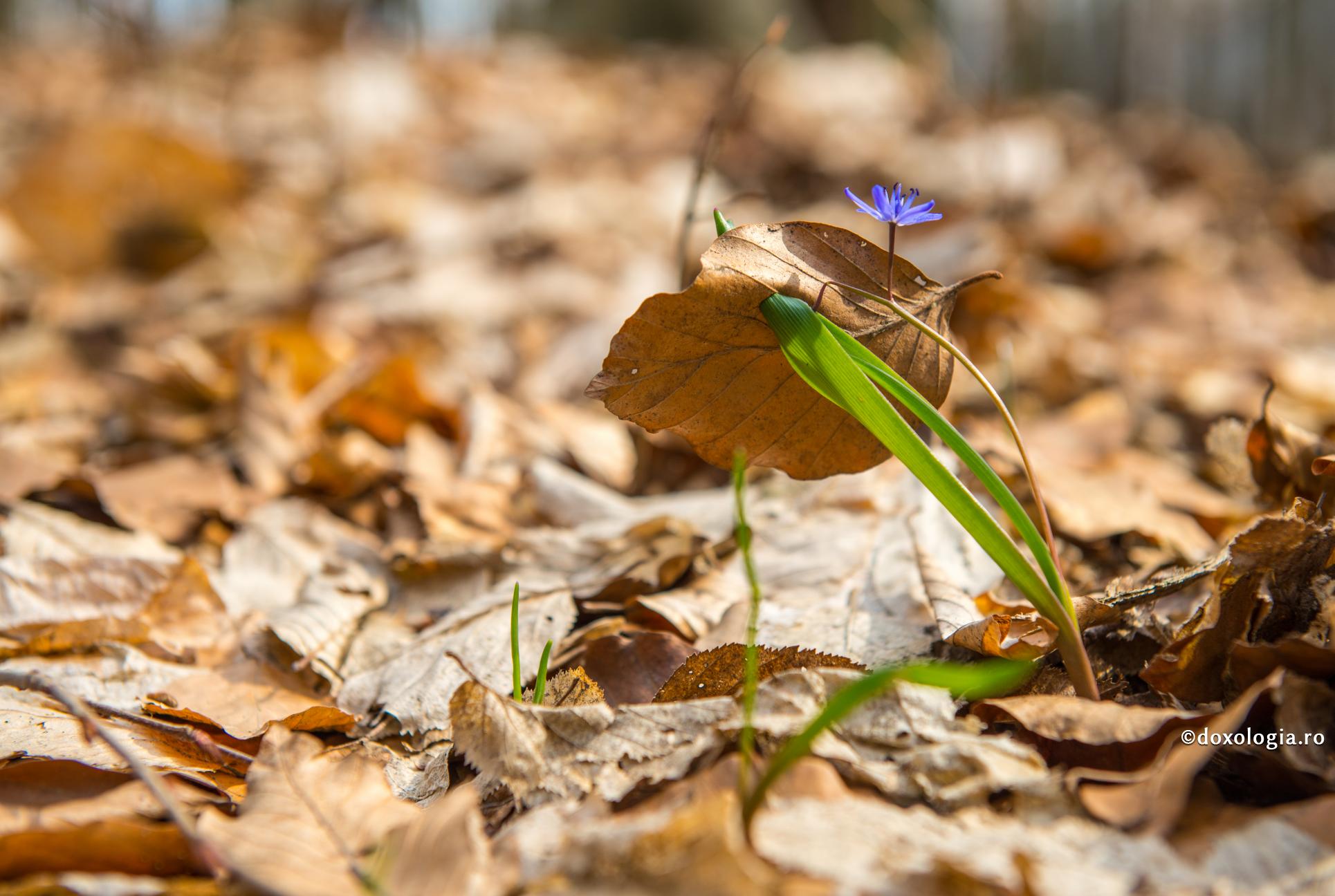 Smerita cugetare, o floare din cununa curăției