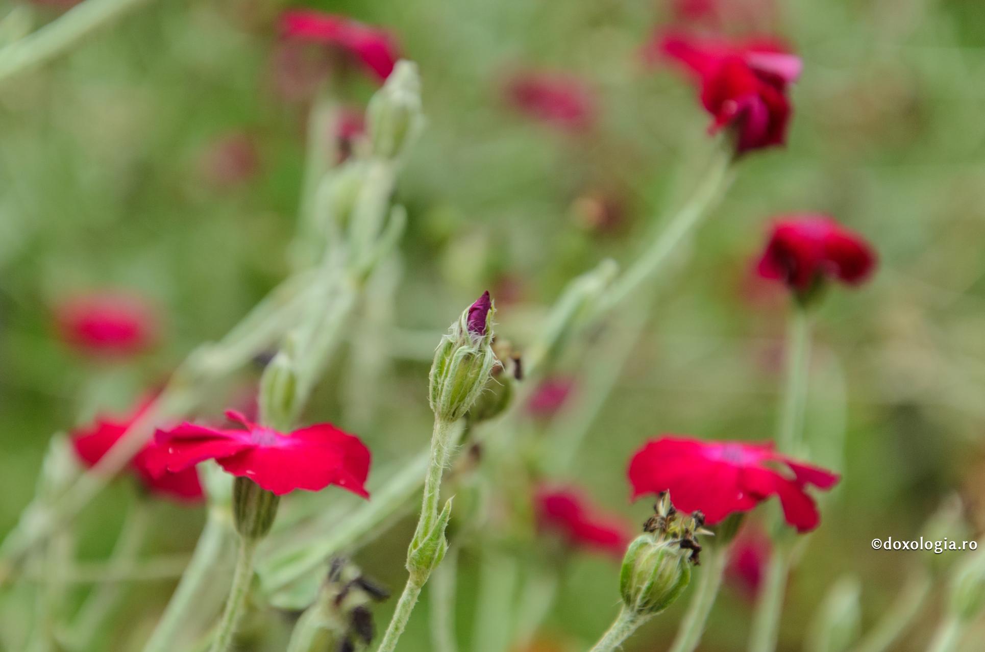 Zadarnice sunt nevoința, înfrânarea și orice înțelepciune, fără smerita cugetare