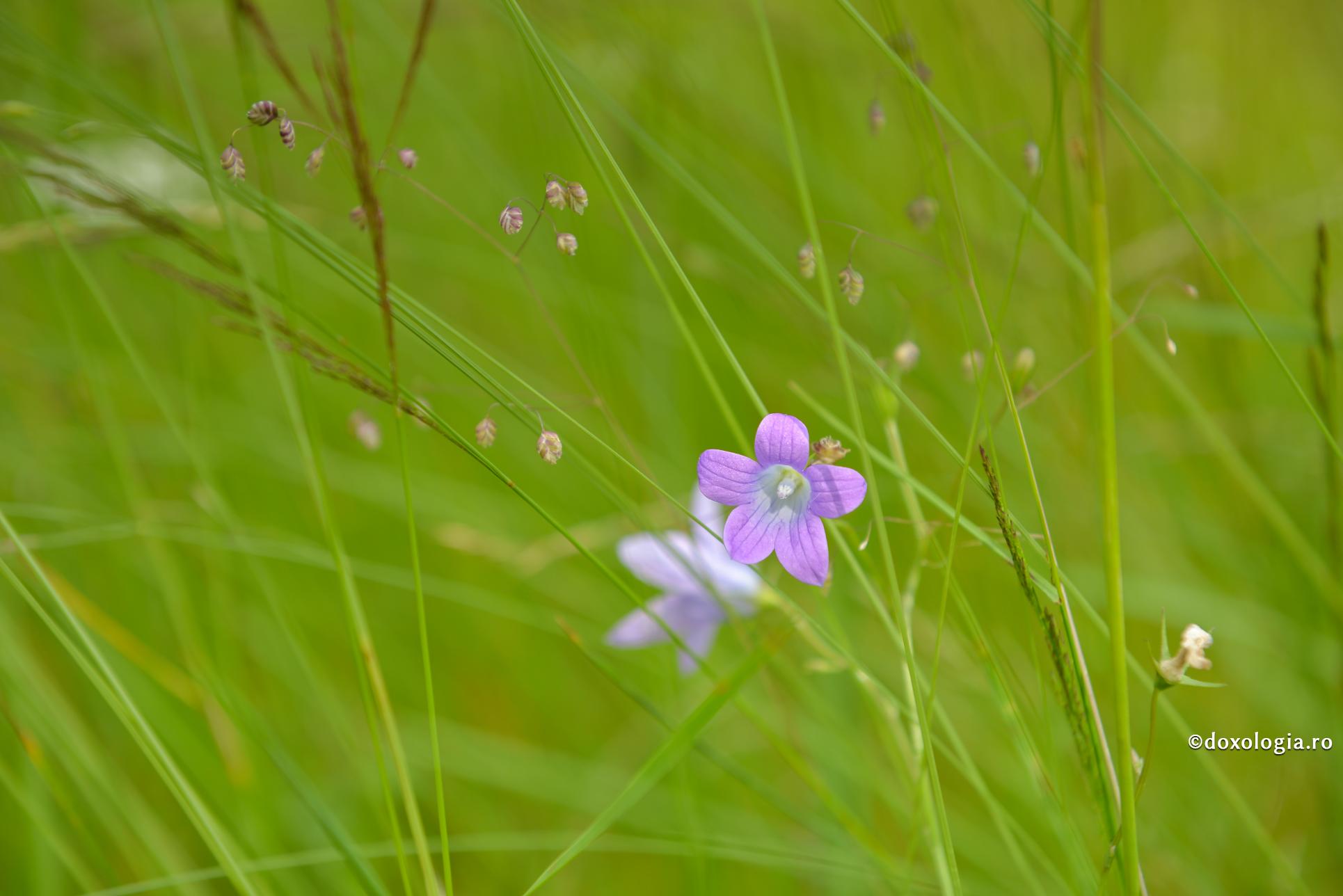 De ce iubirea noastră se termină prost? / Foto: Oana Nechifor floare de câmp