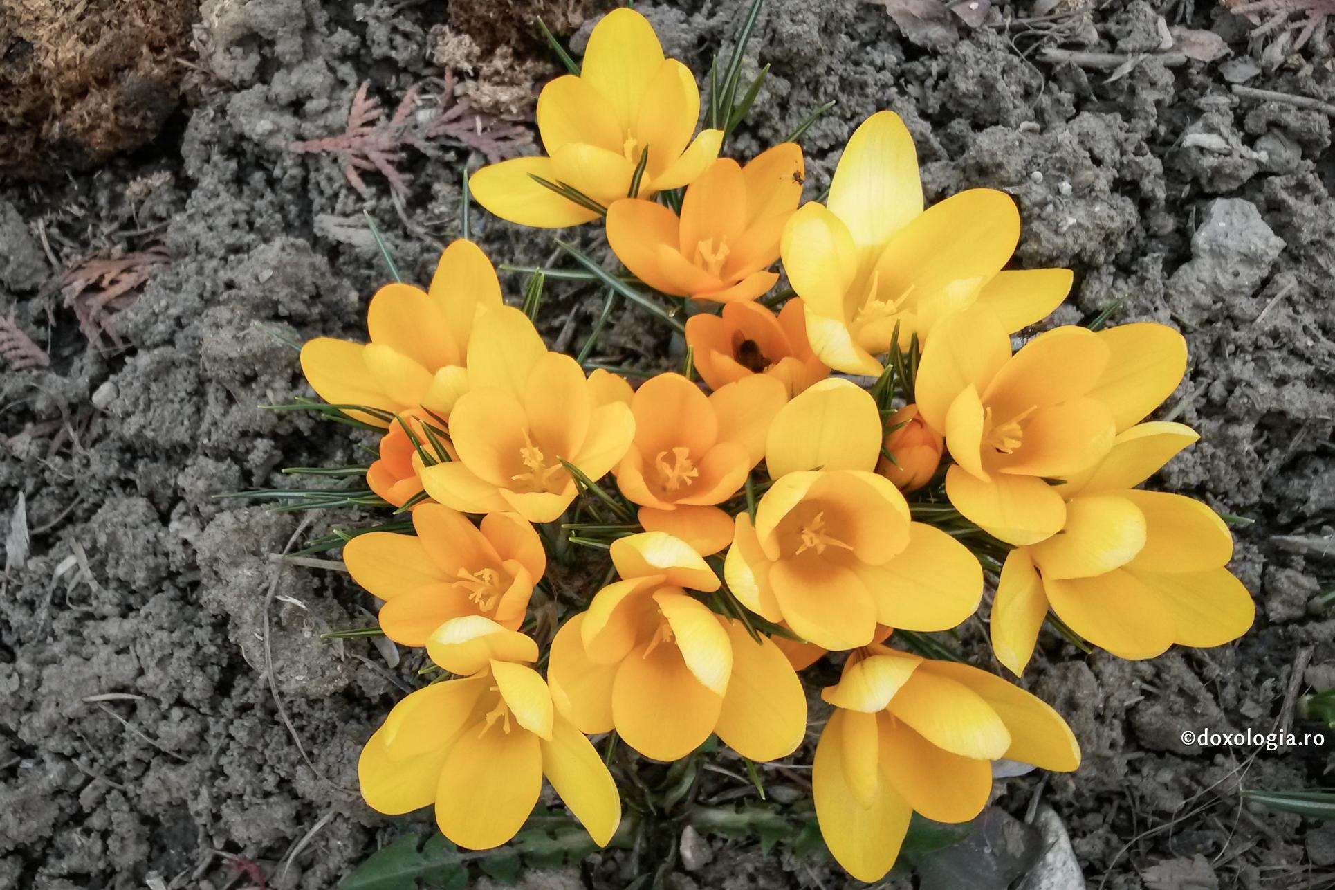 (Video) Duminica a 21-a după Rusalii (Pilda semănătorului)