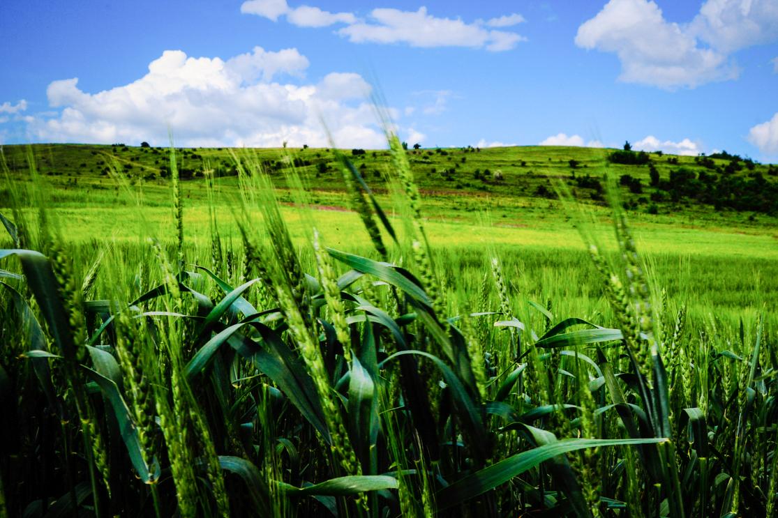 (Video) Duminica a 26-a după Rusalii (Pilda bogatului căruia i-a rodit țarina)