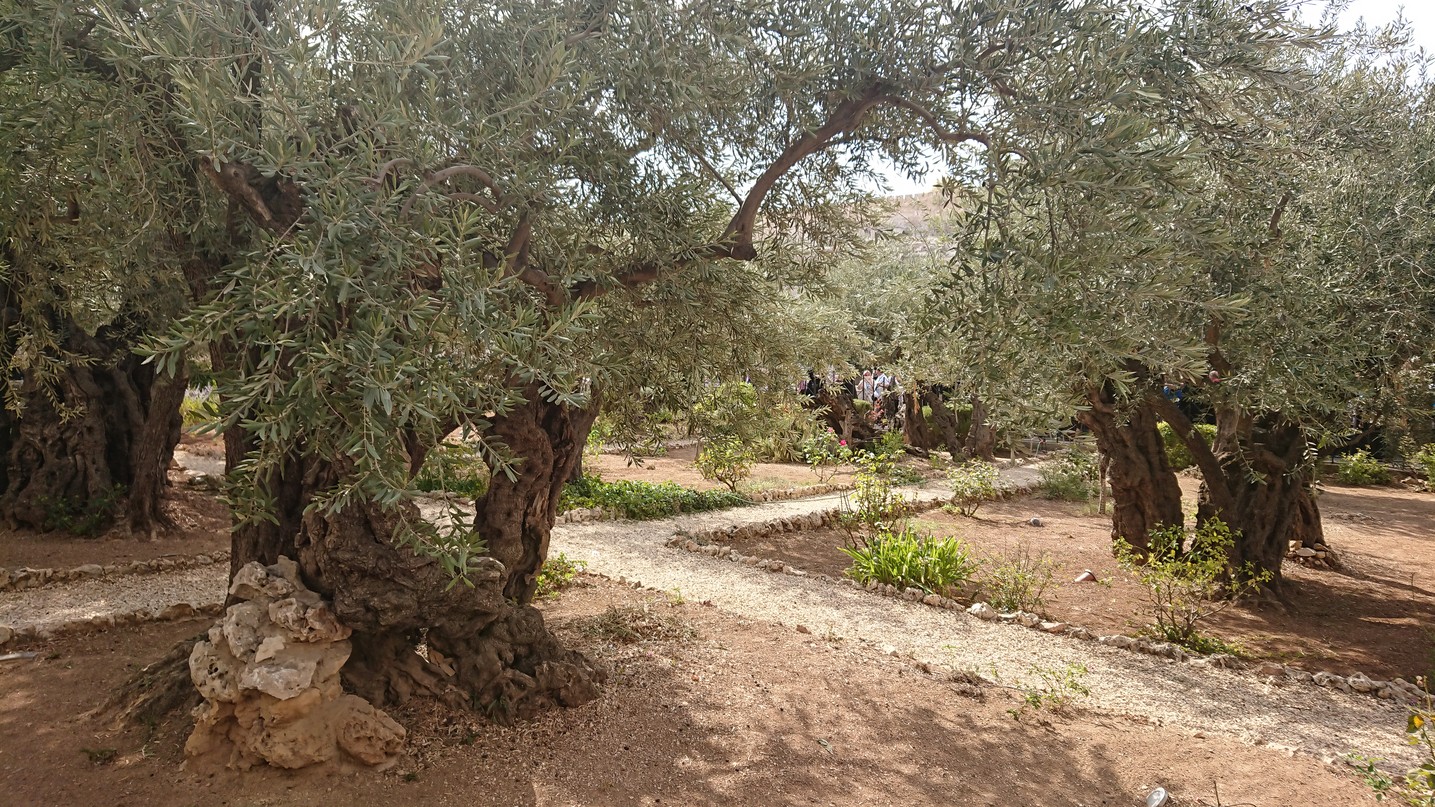 Pe urmele Mântuitorului: delegație din Arhiepiscopia Iașilor condusă de Părintele Mitropolit Teofan, în pelerinaj la Locurile Sfinte