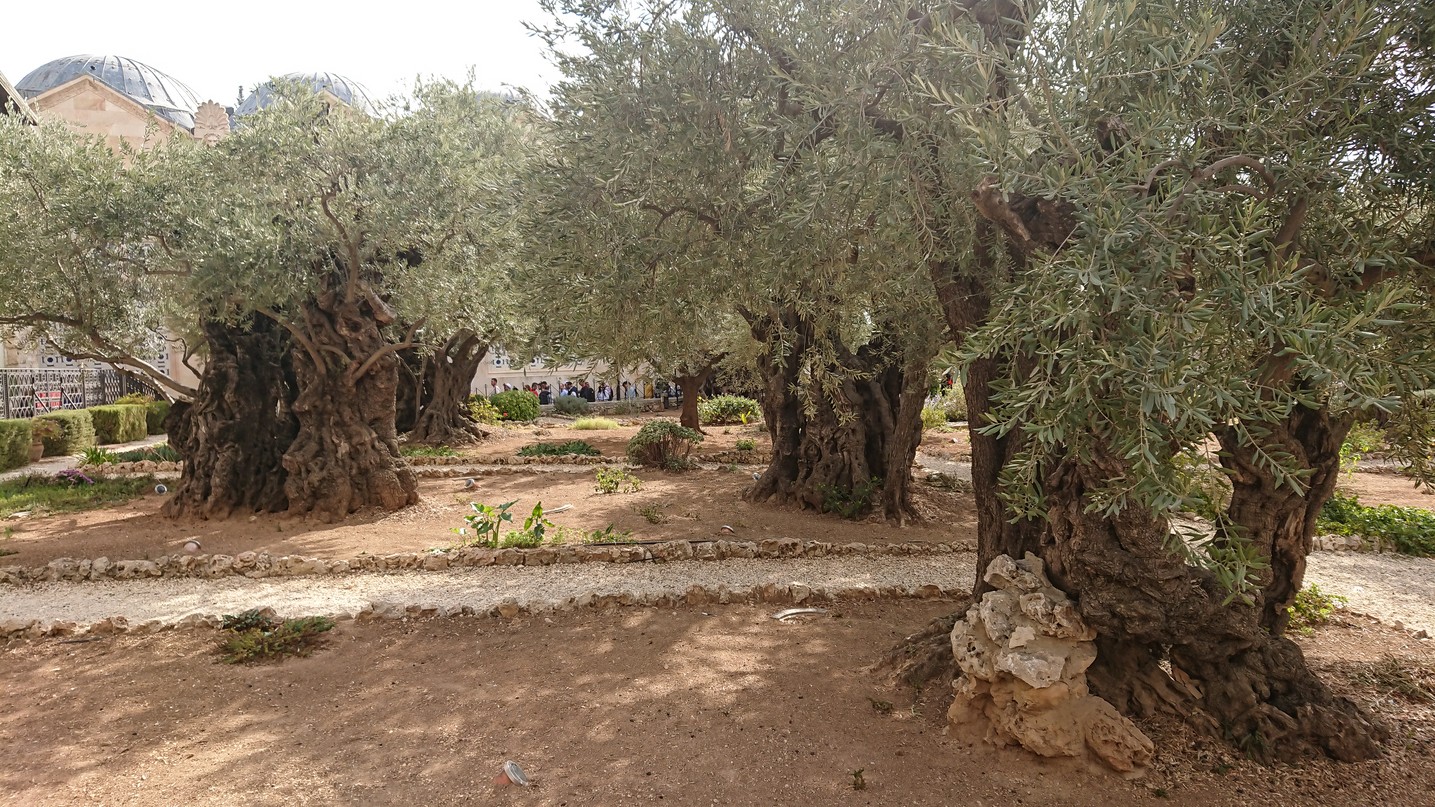 Pe urmele Mântuitorului: delegație din Arhiepiscopia Iașilor condusă de Părintele Mitropolit Teofan, în pelerinaj la Locurile Sfinte