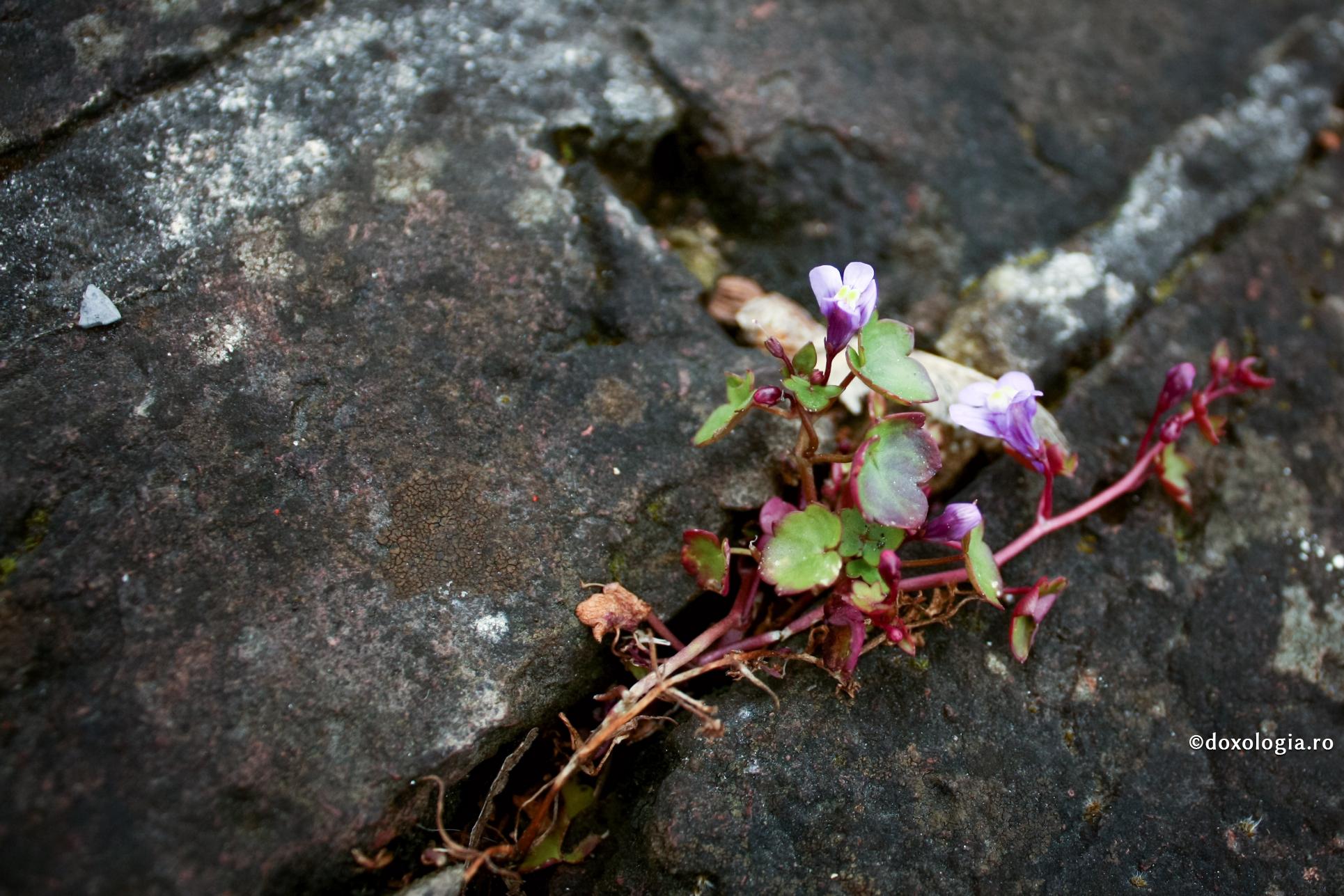 Din cauza păcatului, nu-L mai putem vedea pe Dumnezeu