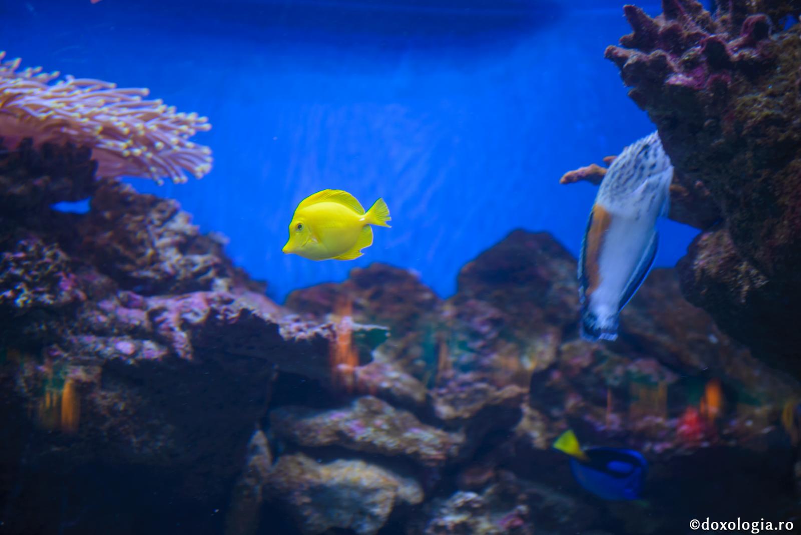 (Video) Dacă veţi fi optimişti, vă va fi uşor şi să iubiţi, şi să răbdaţi, şi să vă jertfiţi viaţa