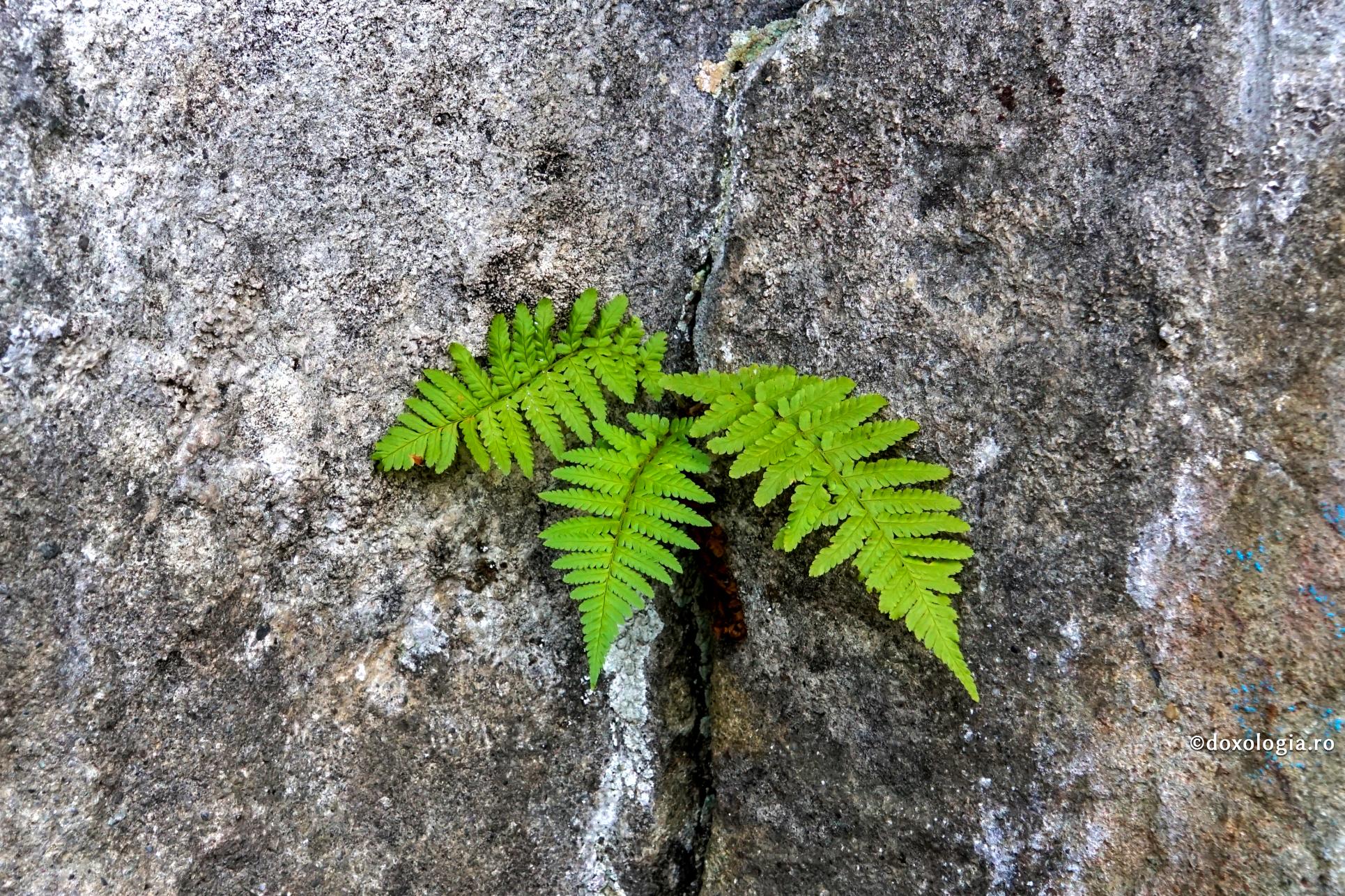 plantă crescută în crăpătură
