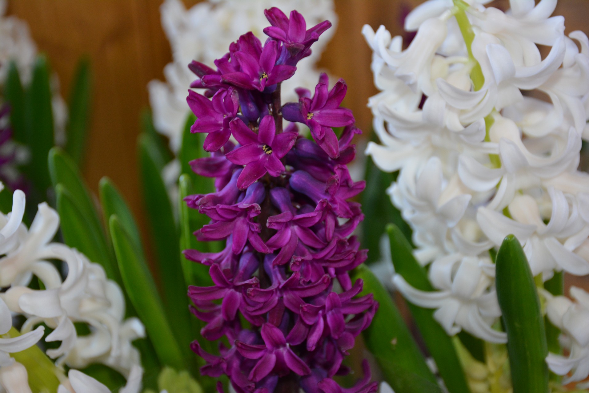 Concertul „Dragă mamă, dragă tată”, în Parohia Cozmeşti