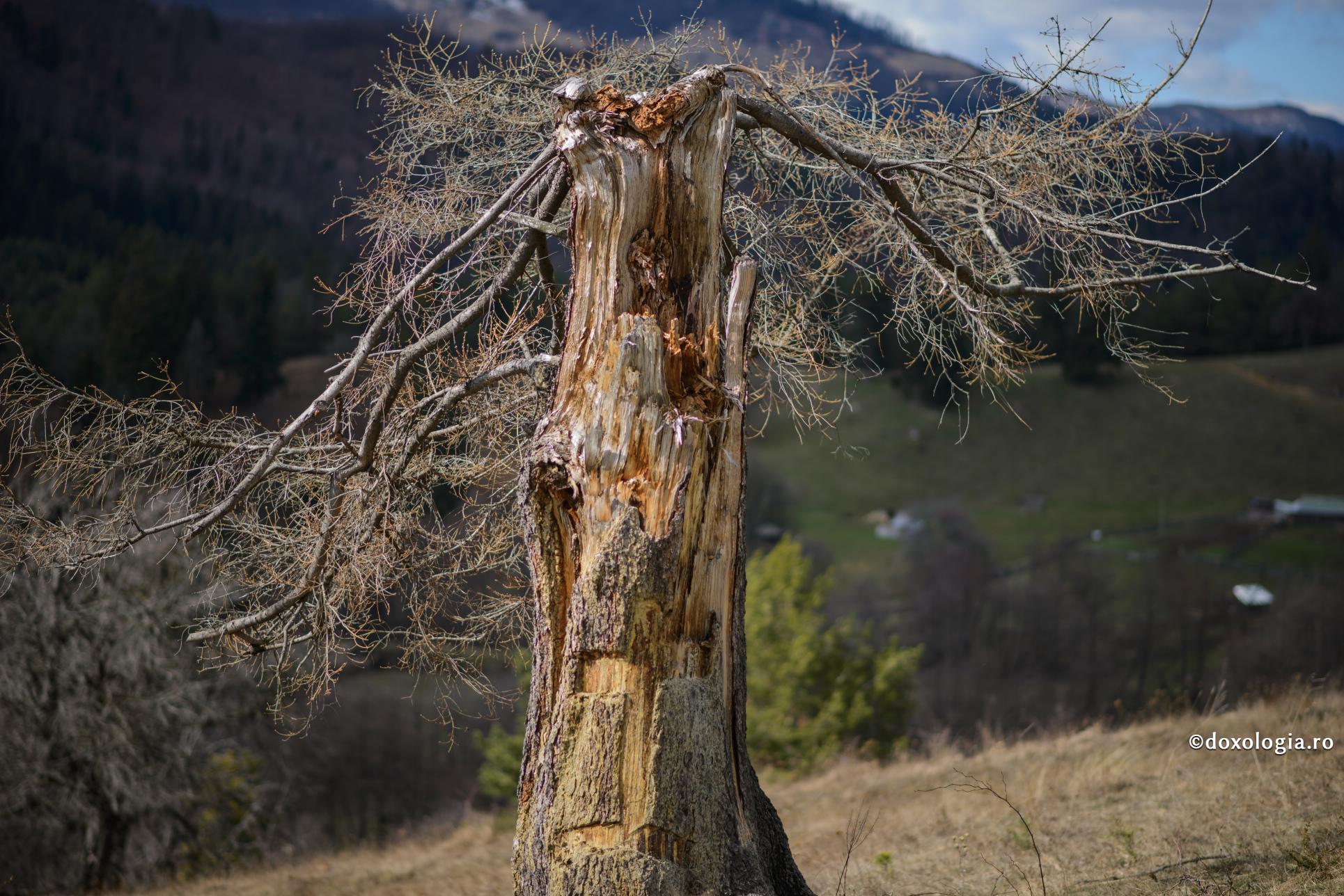 Păcatul dereglează întreaga ființă umană