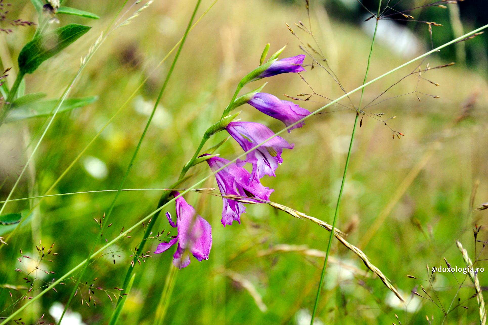 gladiolă sălbatică