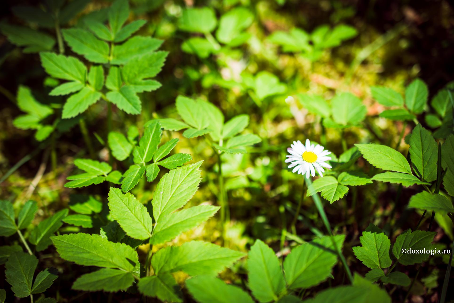 (Video) „A fi pro-viață înseamnă a trăi pro-viață”