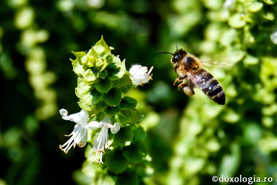 Albina – în creștinului | Doxologia