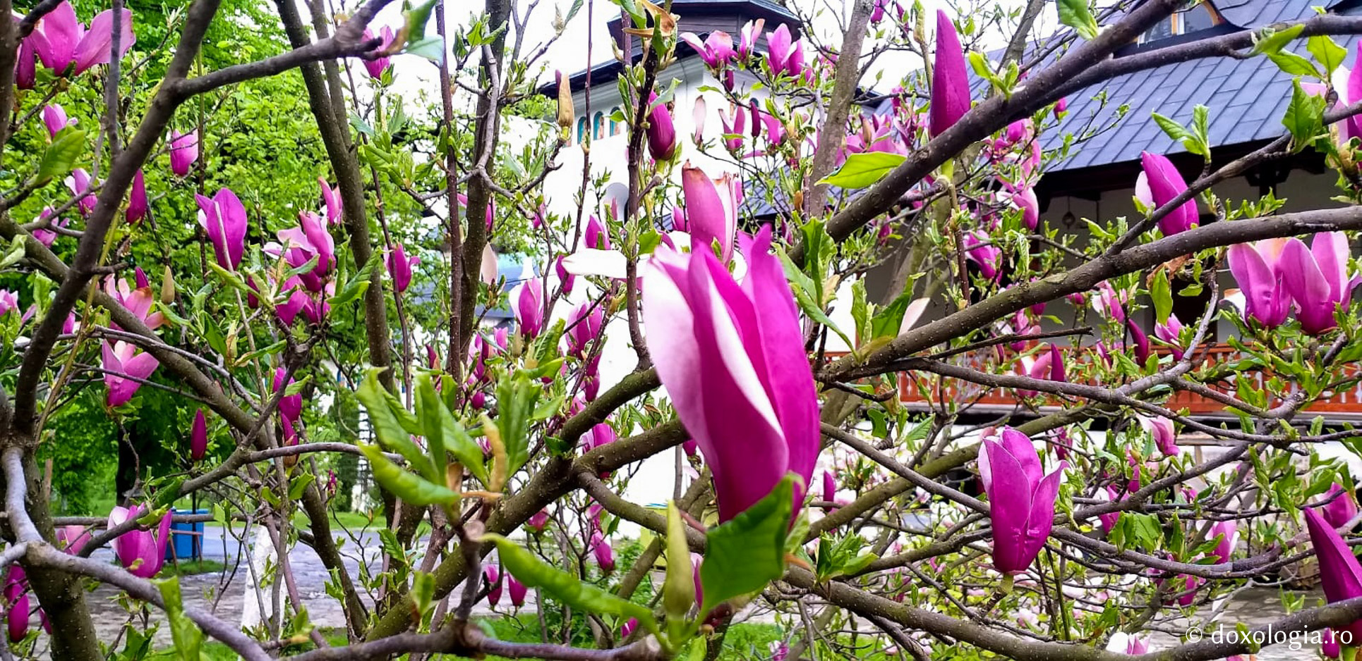 (Foto) Florile de la Mănăstirea Sihăstria