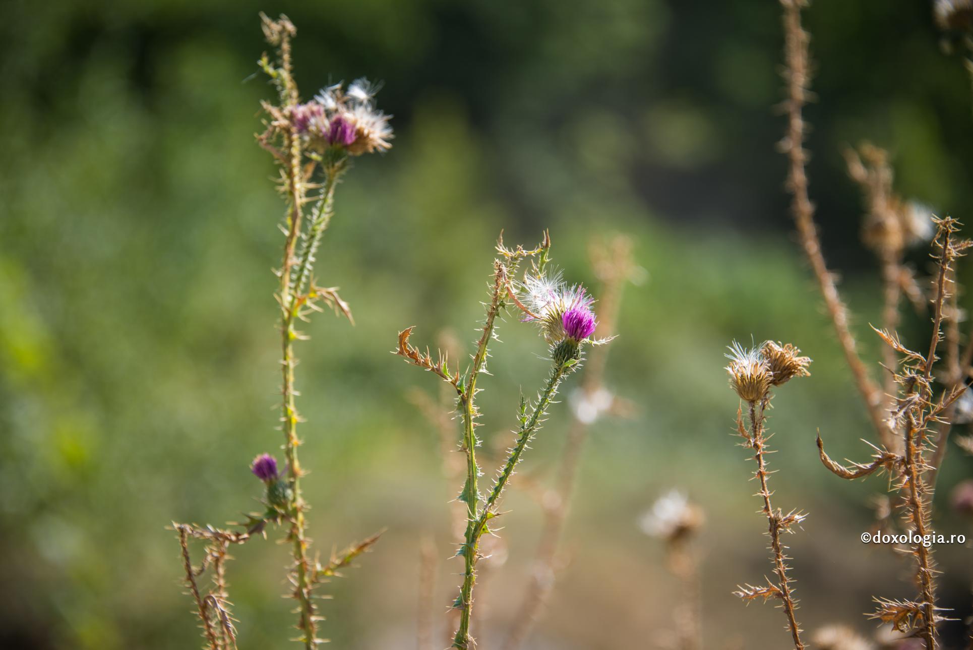 A fi sau a nu fi... tâlhar? A fi sau a nu fi... tâlhar?