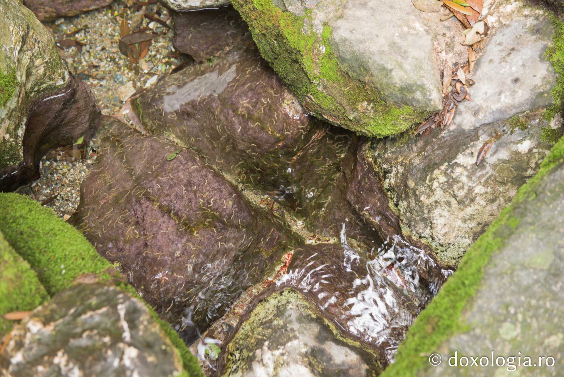 Aghiasma (Izvorul) Sfântului Atanasie Athonitul