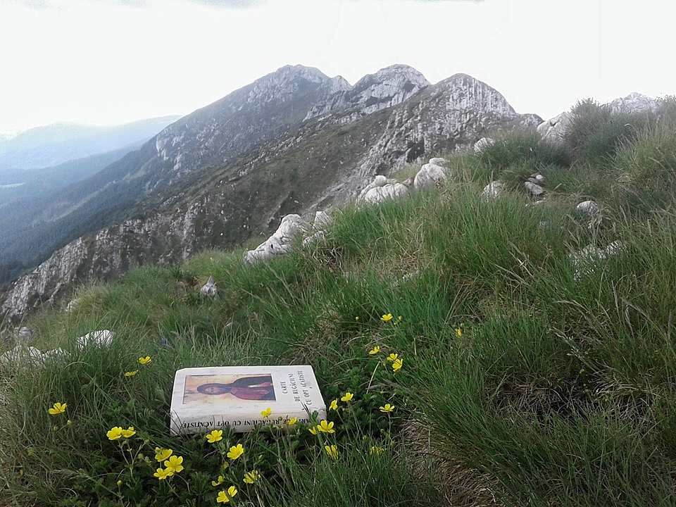 Trandafirii cățărători, coproducția mântuirii și a bunei guvernări Trandafirii cățărători, coproducția mântuirii și a bunei guvernări