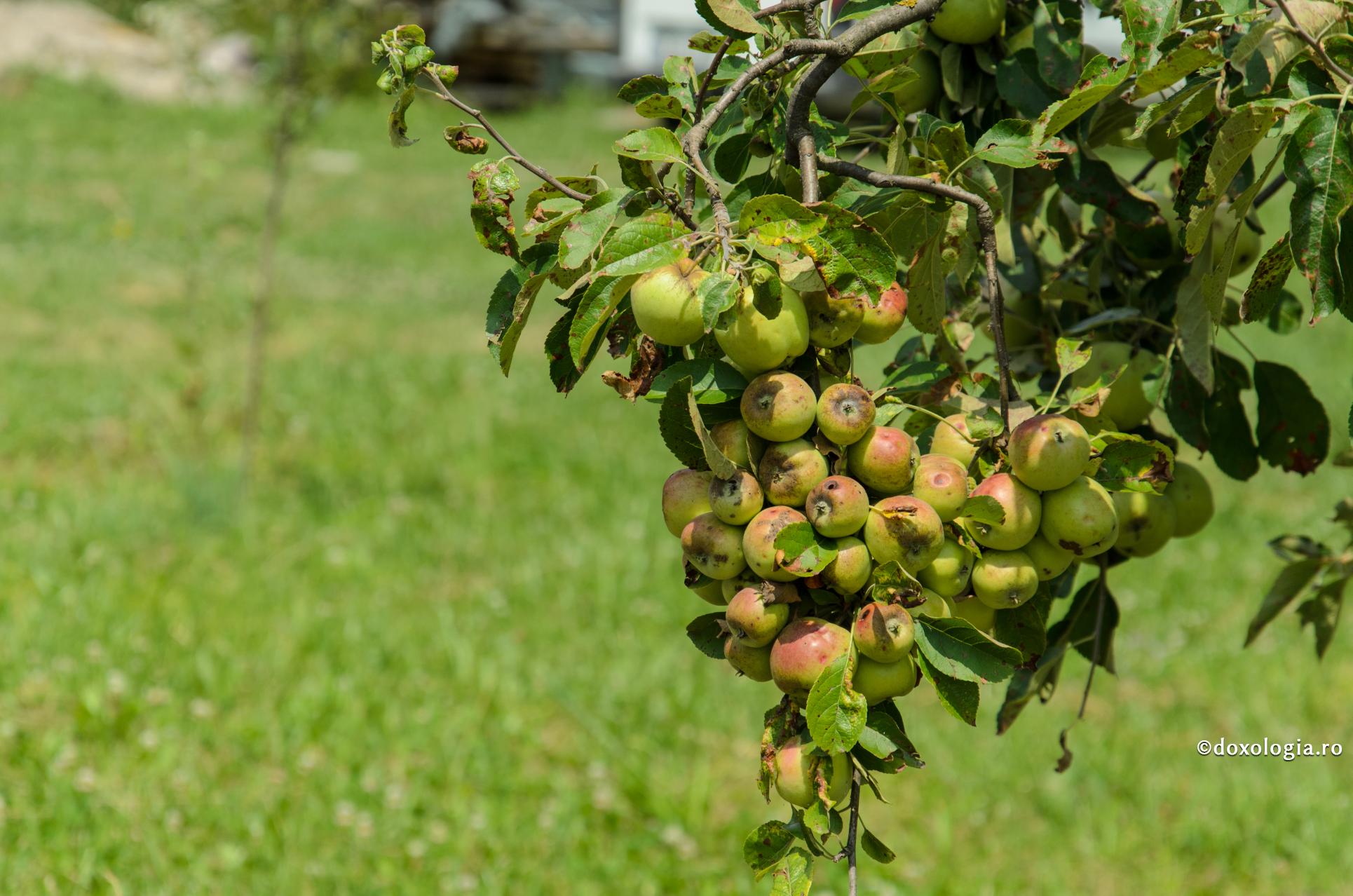 Postirea cu mândrie vatămă sufletele