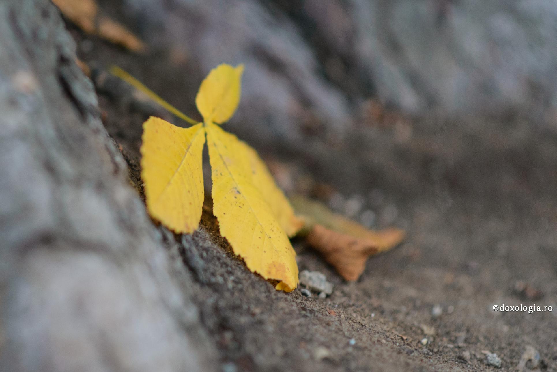 Întristarea cea mincinoasă