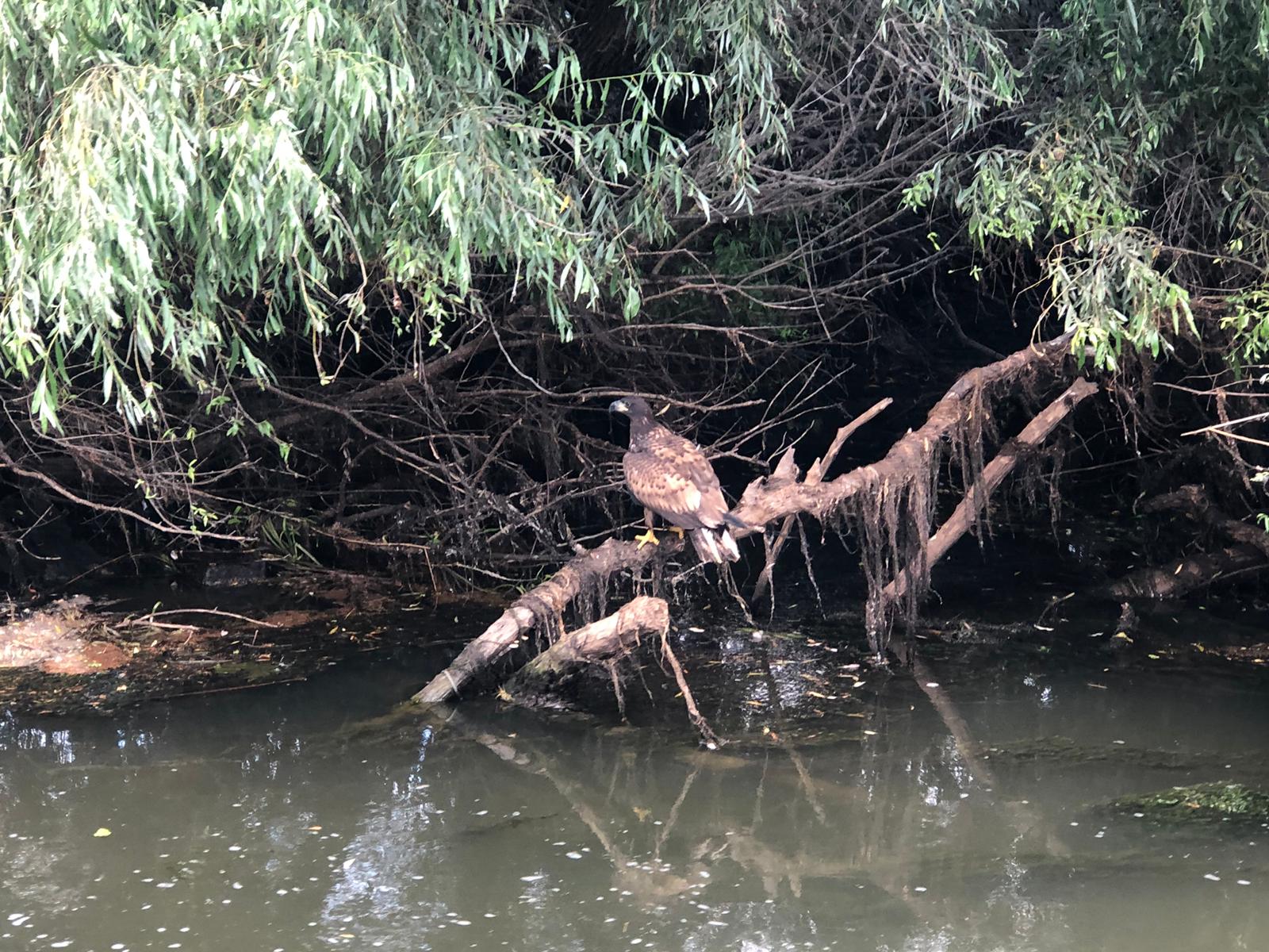 PS Macarie cu familiile din țările scandinave, în tabăra anuală organizată de Episcopia Ortodoxă Română a Europei de Nord în Delta Dunării