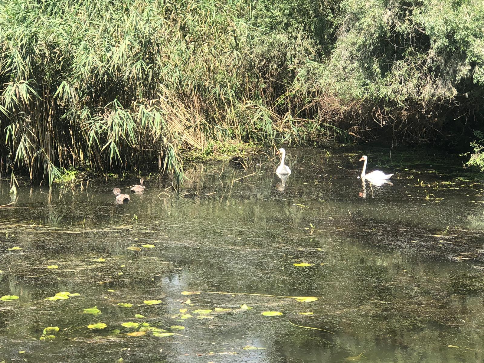 PS Macarie cu familiile din țările scandinave, în tabăra anuală organizată de Episcopia Ortodoxă Română a Europei de Nord în Delta Dunării