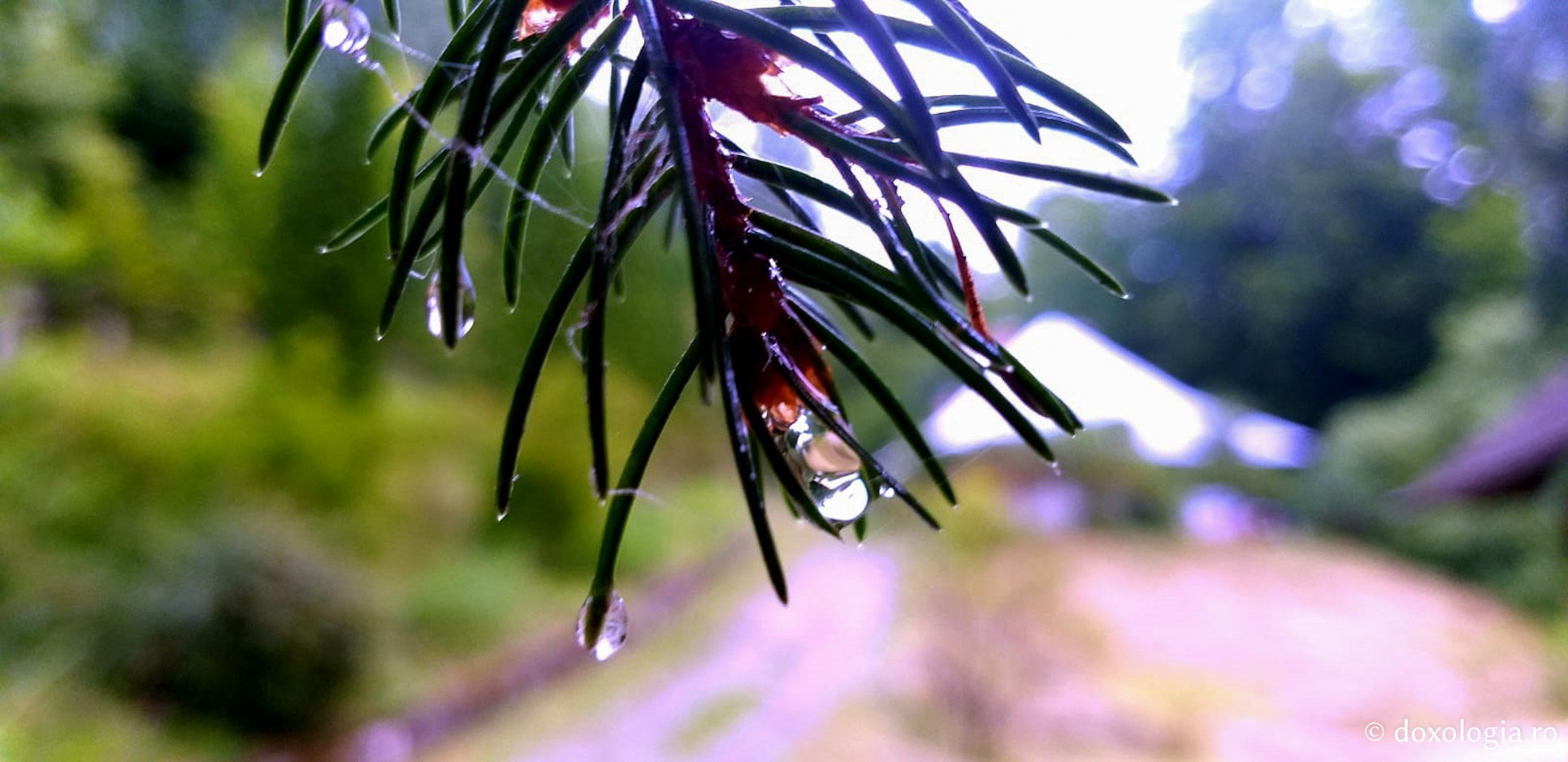 (Foto) Sfârșit de iulie la Mănăstirea Sihăstria