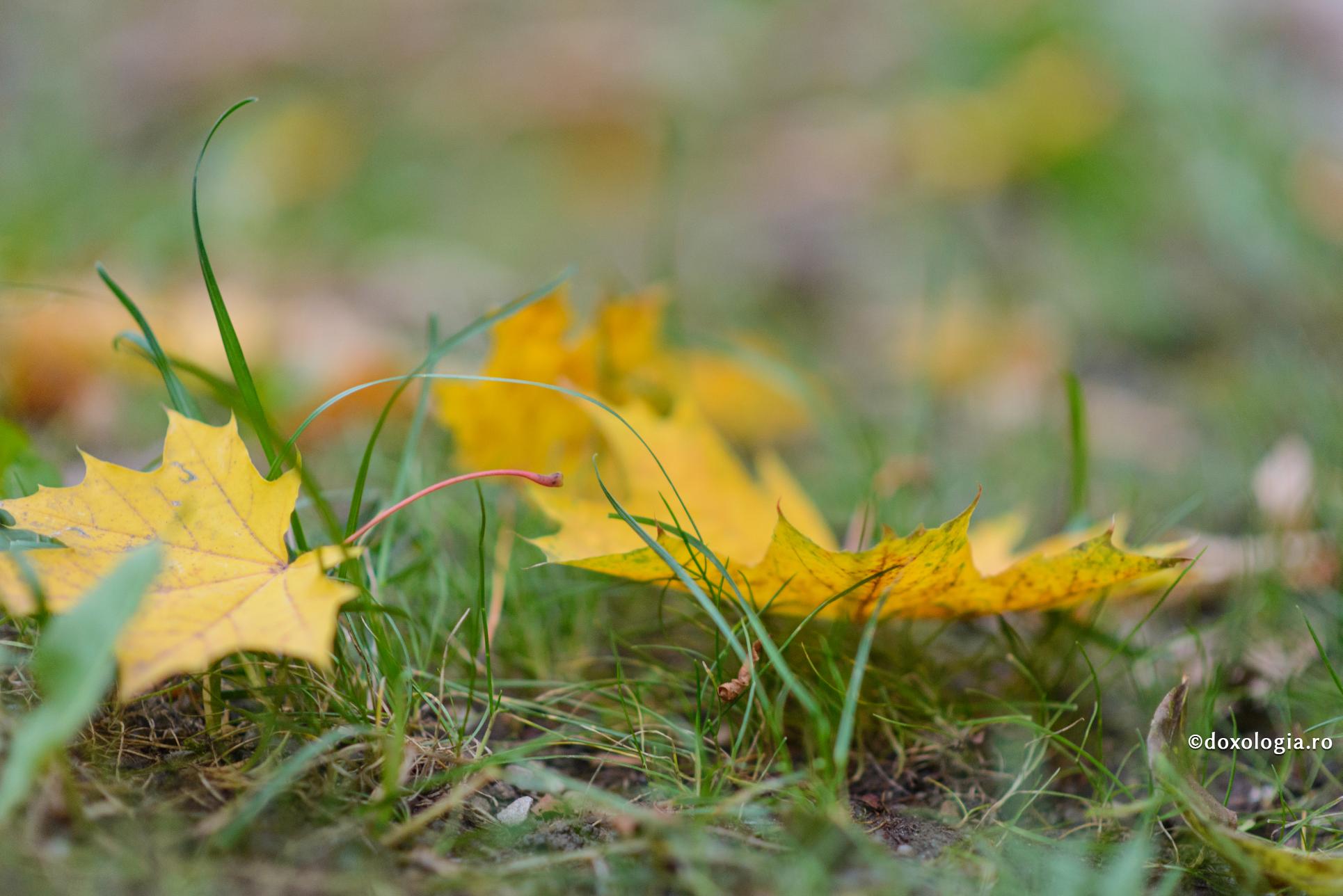 Am aflat că sunt pe moarte