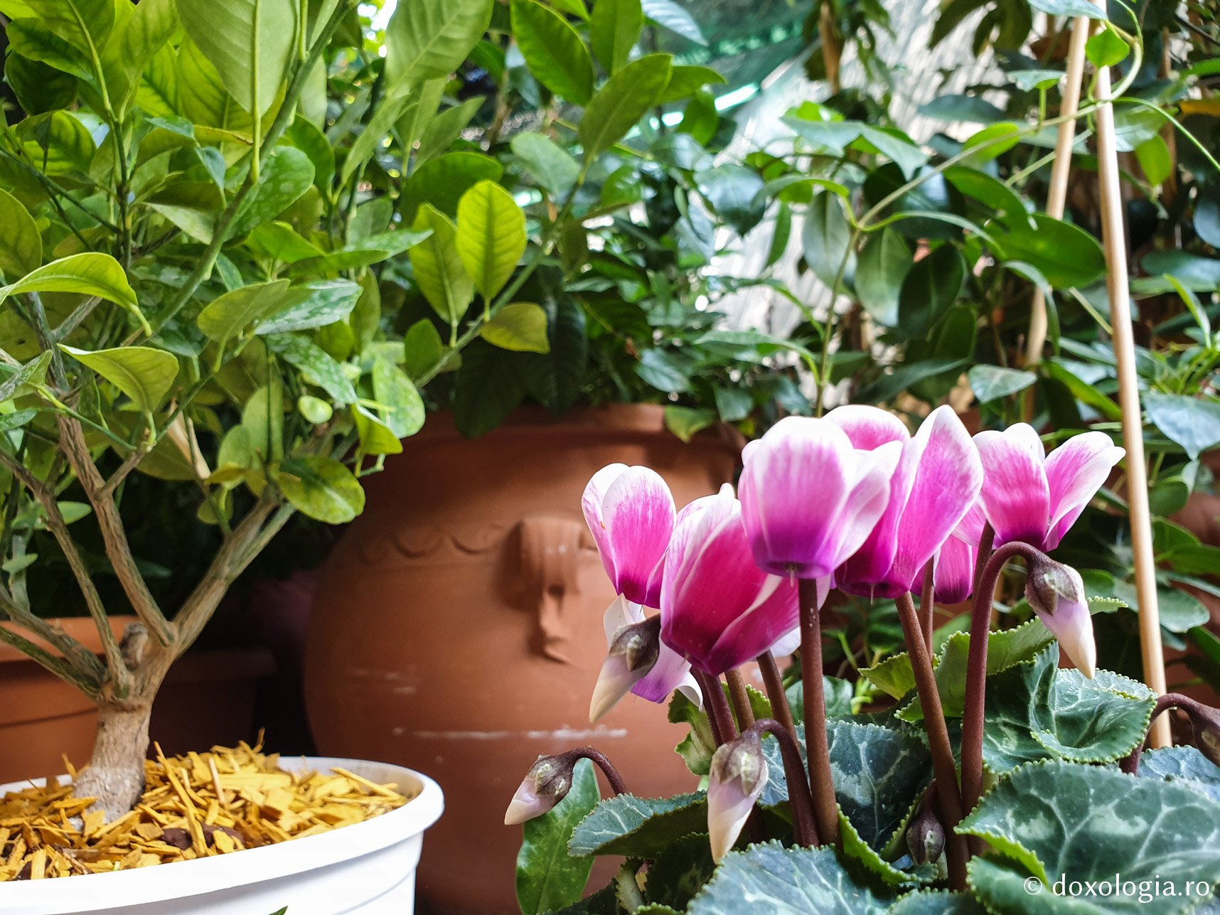 (Foto) Frumusețea florilor de la mănăstirea Sfântului Nectarie