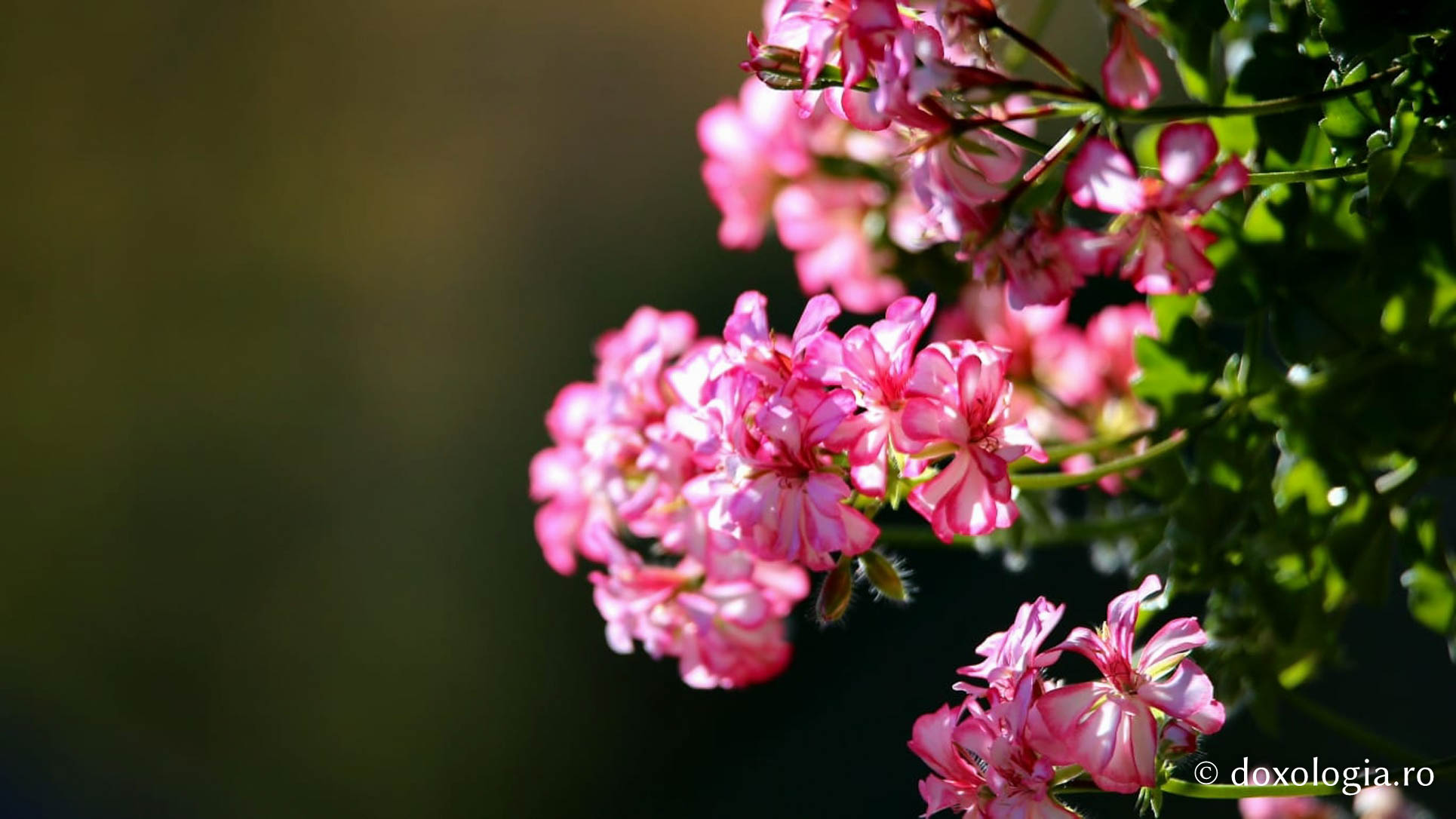 (Foto) Mănăstirea Sihăstria de ziua Sfintei Parascheva