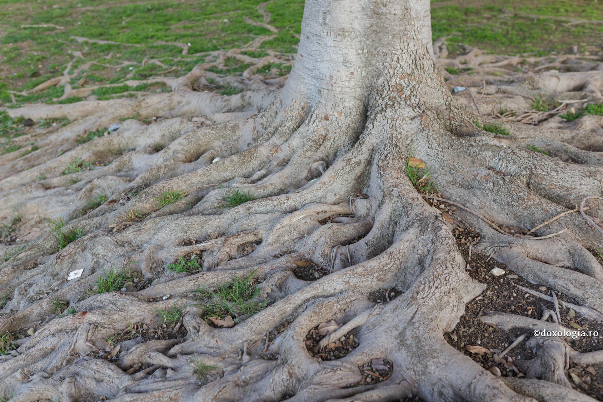 (Video) „Mulți oameni urăsc păcatul, dar iubesc rădăcina păcatului”