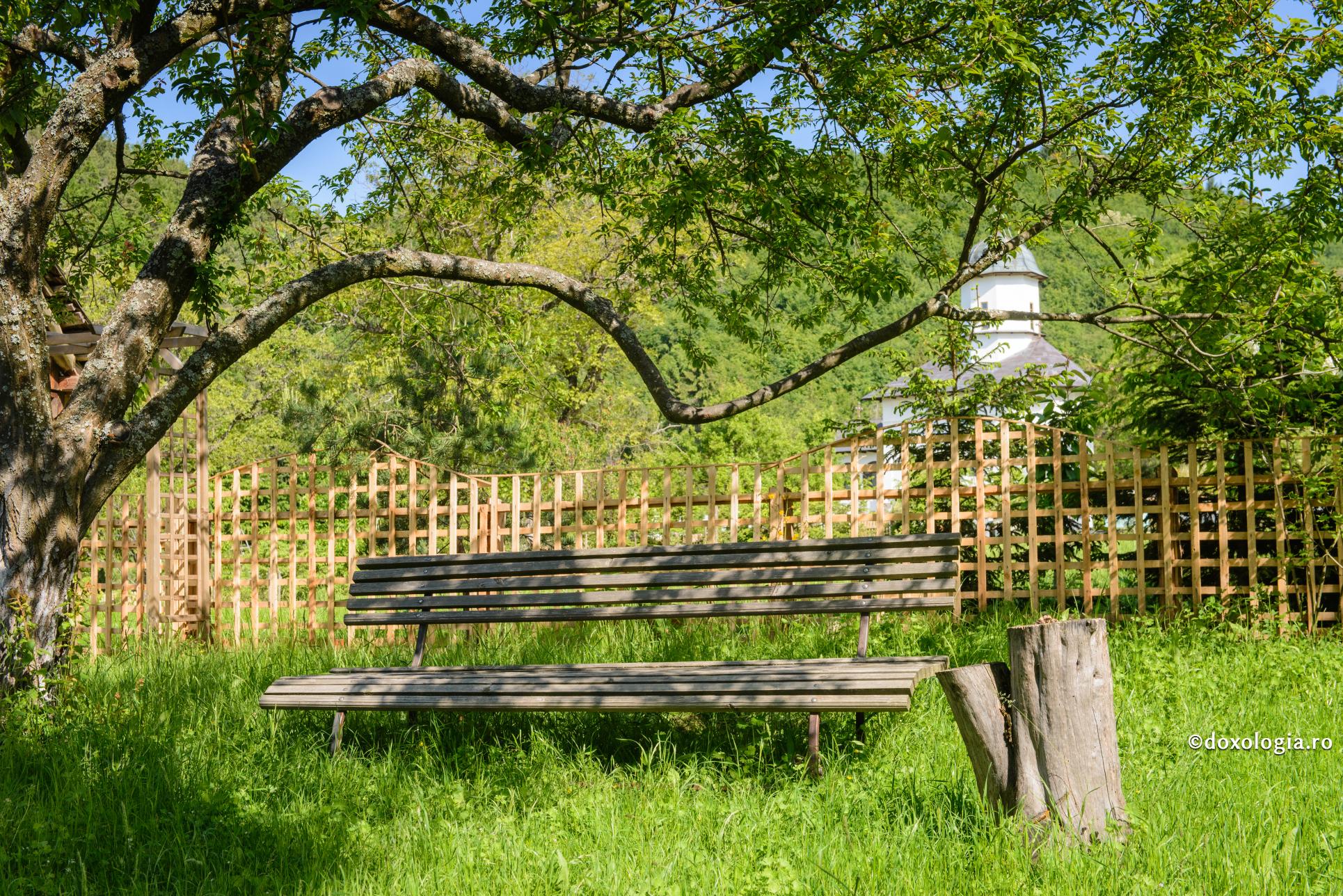bancă sub copac