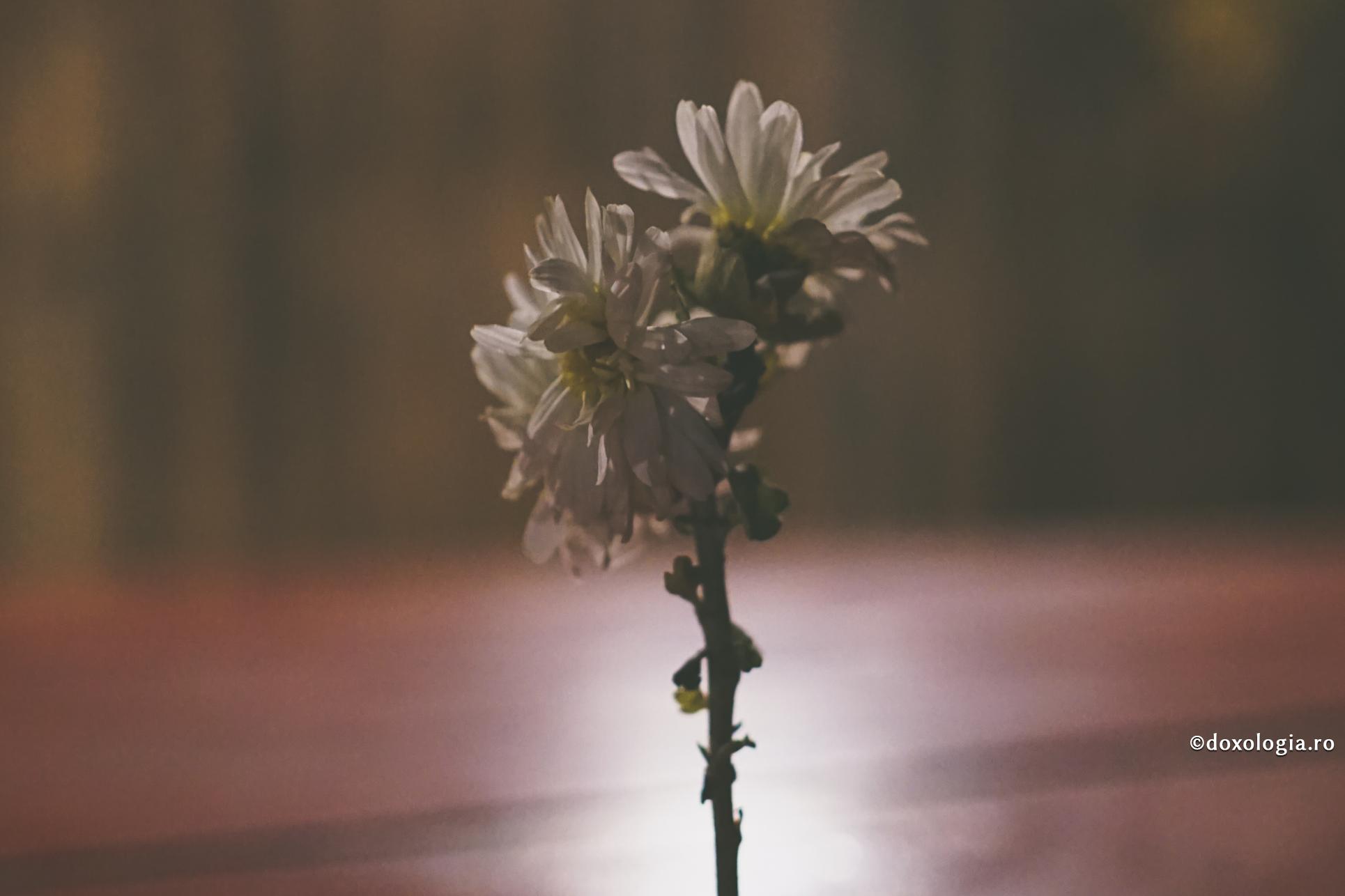 Viața în singurătate cui se potrivește?