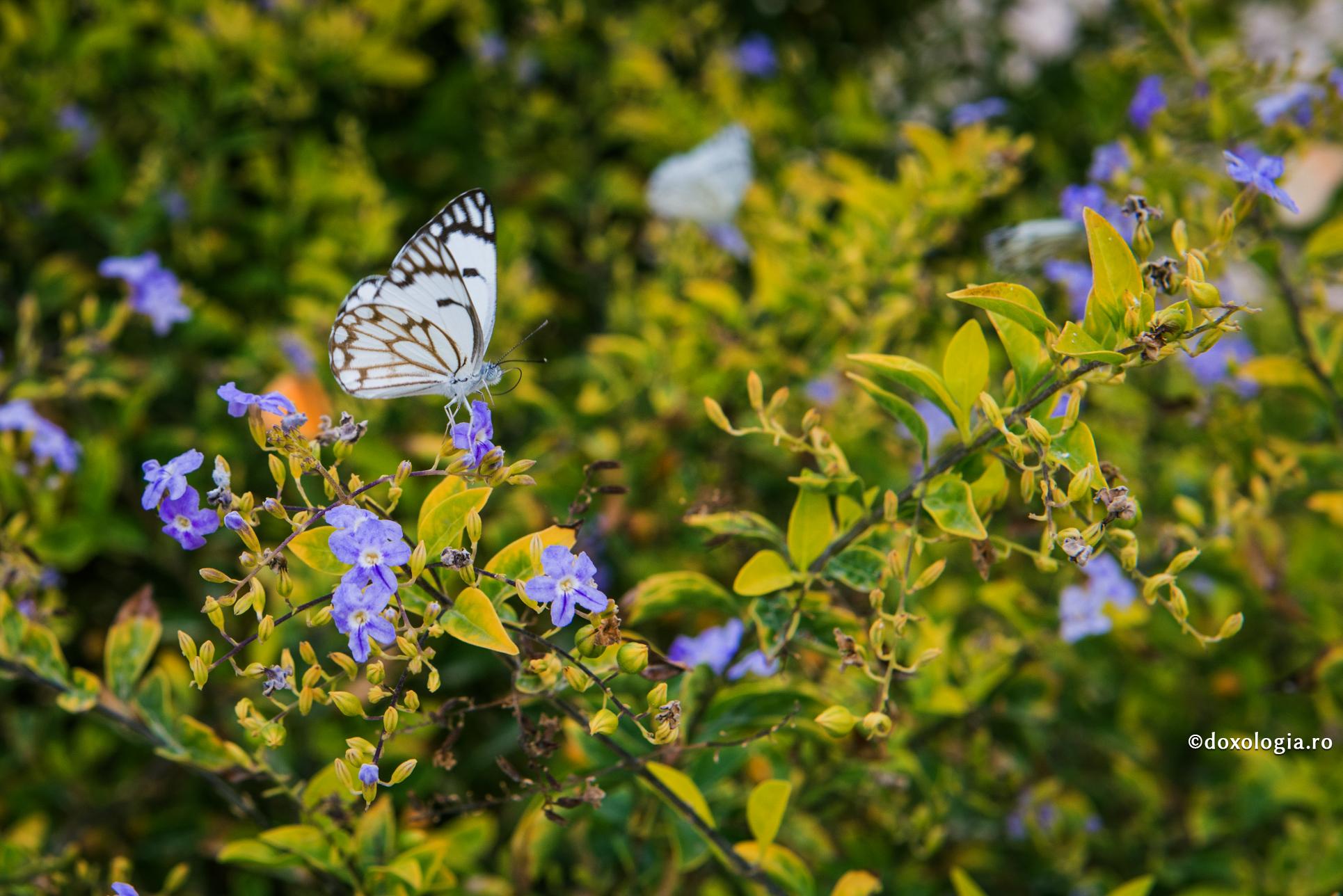Delicatețea și compasiunea sunt caracteristice sfinților