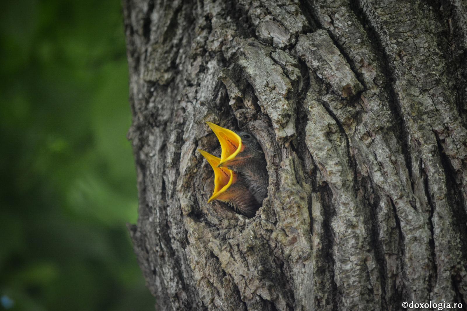 Cere, ca să înțelegi că ai nevoie