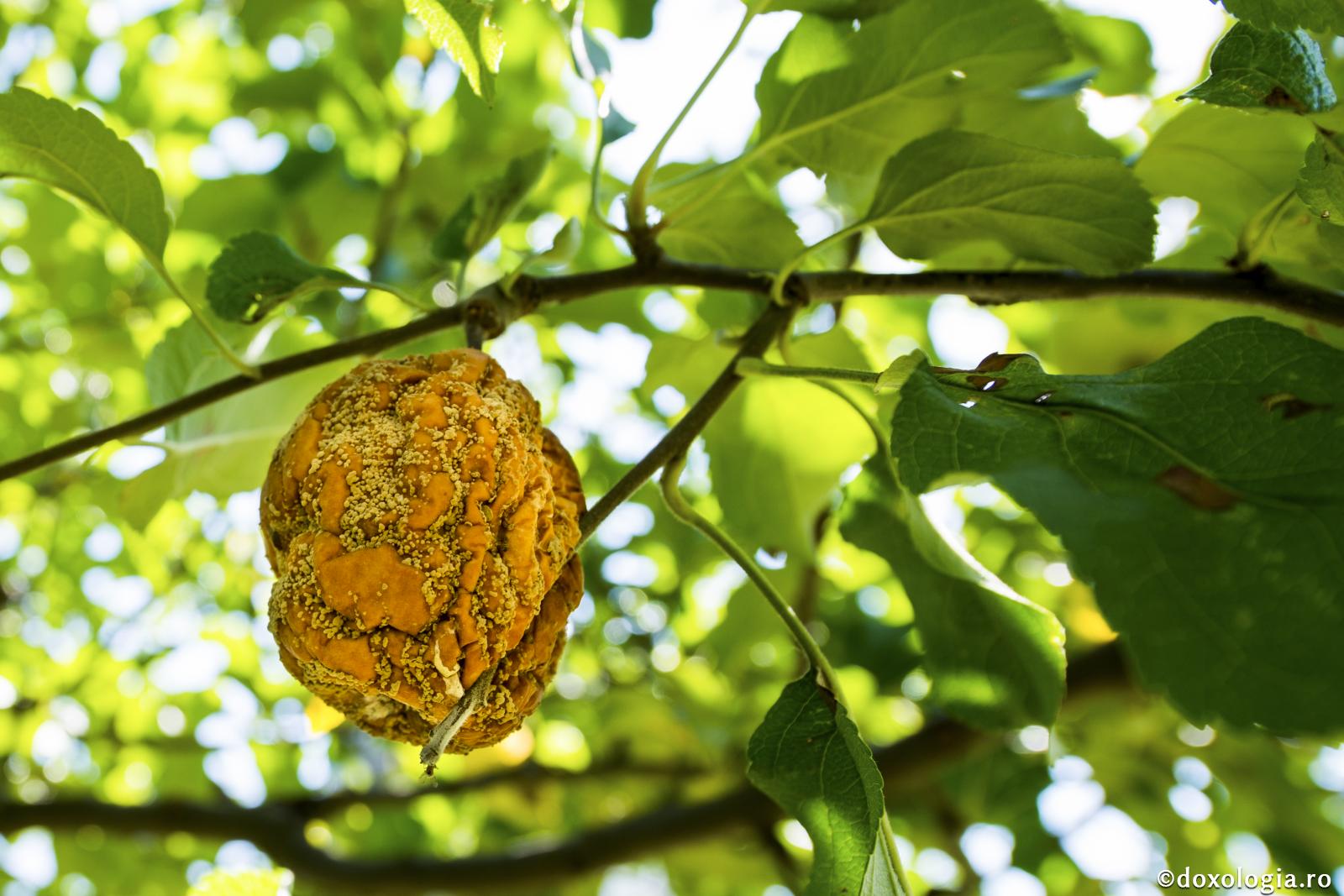 Fugiţi de desfrânare!