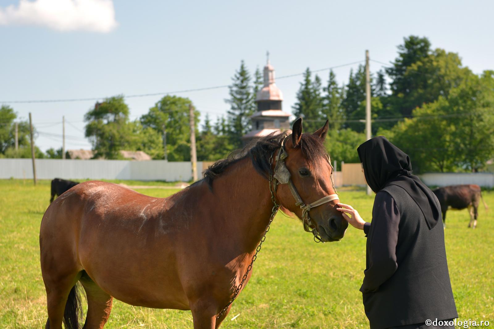 Legătura omului cu animalele înainte şi după cădere