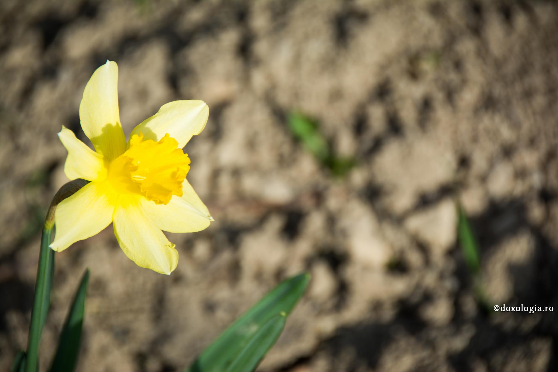 Iubirea de sine este „primul pui al diavolului”