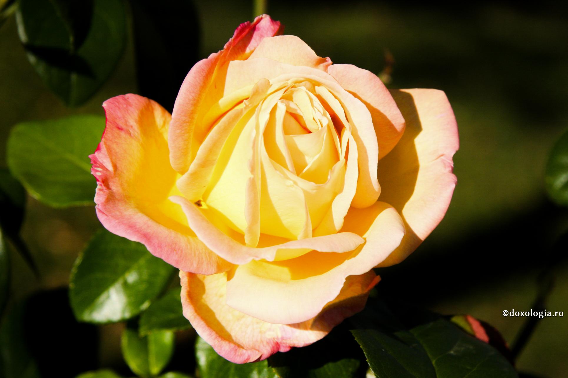 Mulţi oameni se chinuiesc pentru că nu reuşesc să câştige slavă lumească